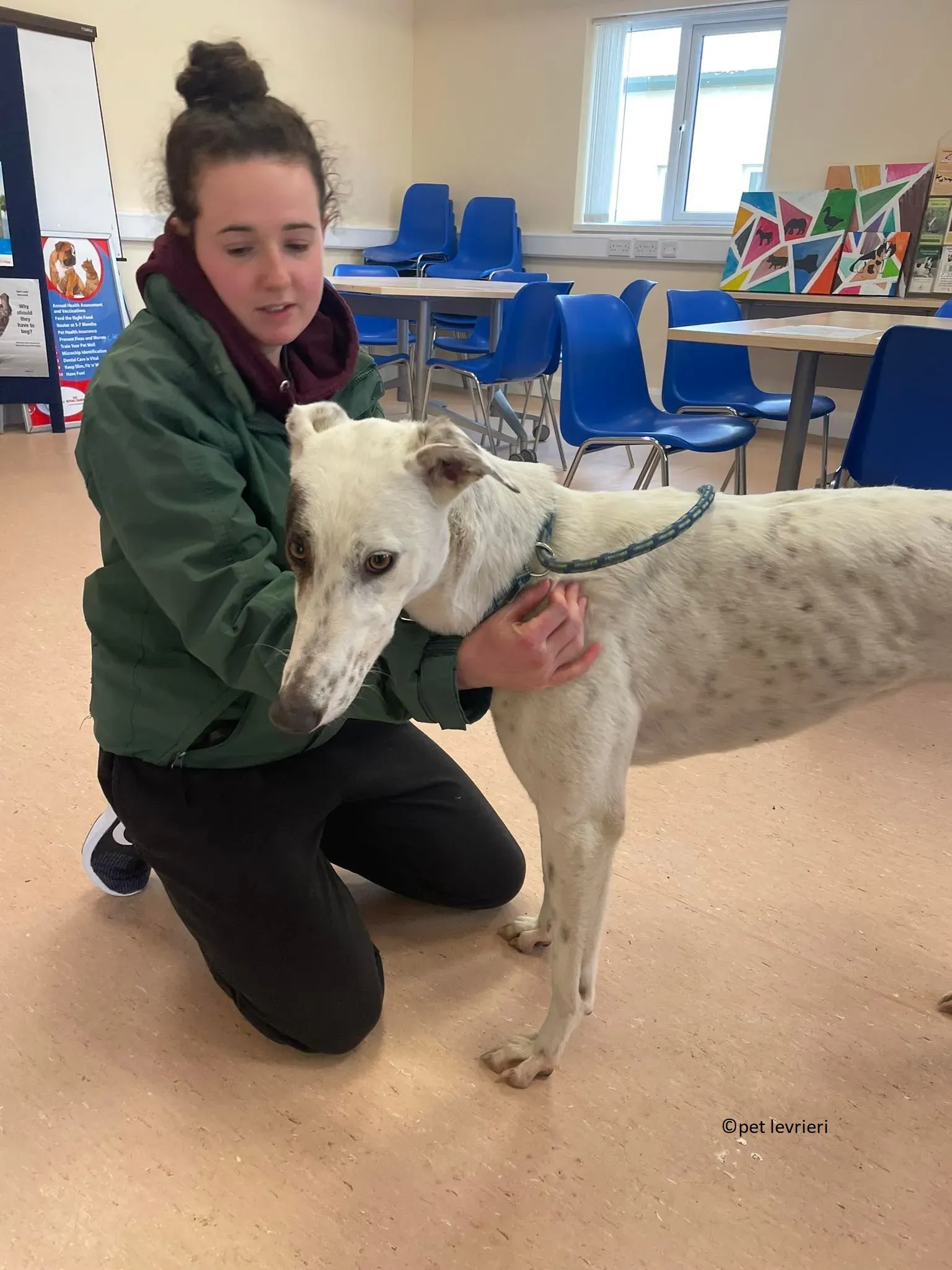 Telma adozione leveriero greyhound7