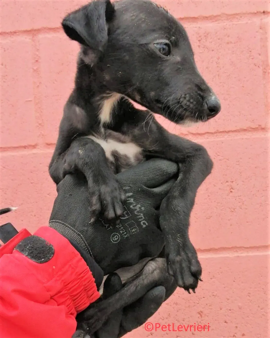 Tepee adozione levrieri galgo01 2