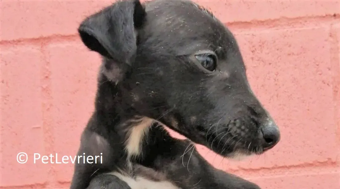 Tepee adozione levrieri galgo01 3