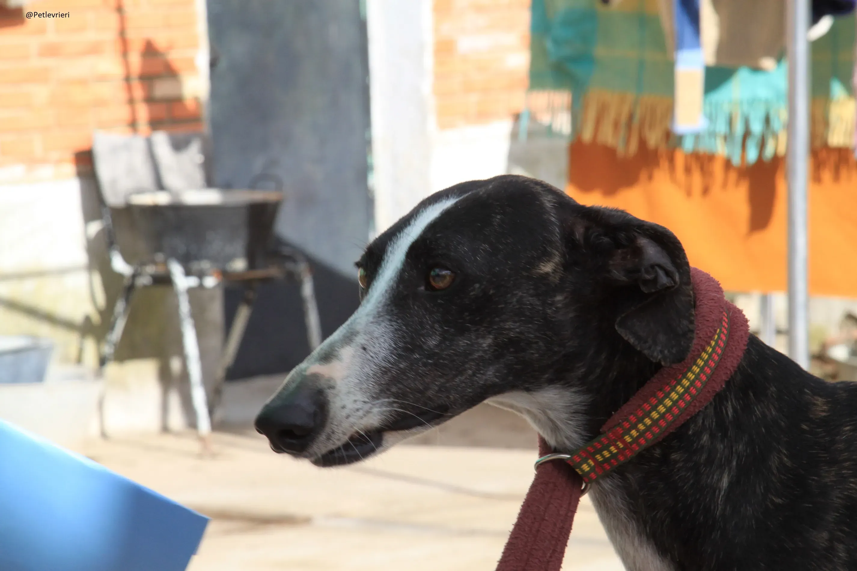 Tera Galgo Femmina Adozione levrieri 1