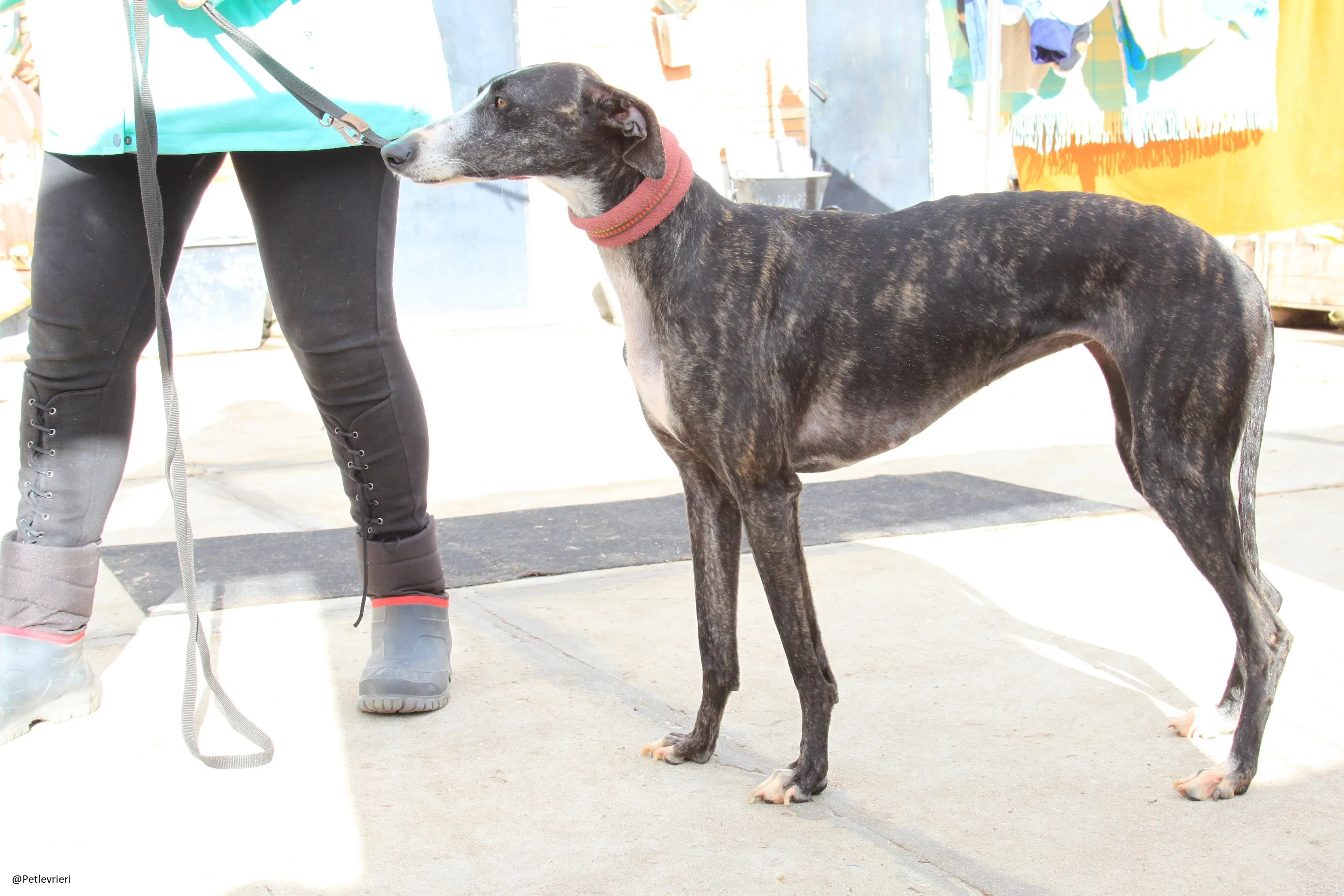 Tera Galgo Femmina Adozione levrieri 10