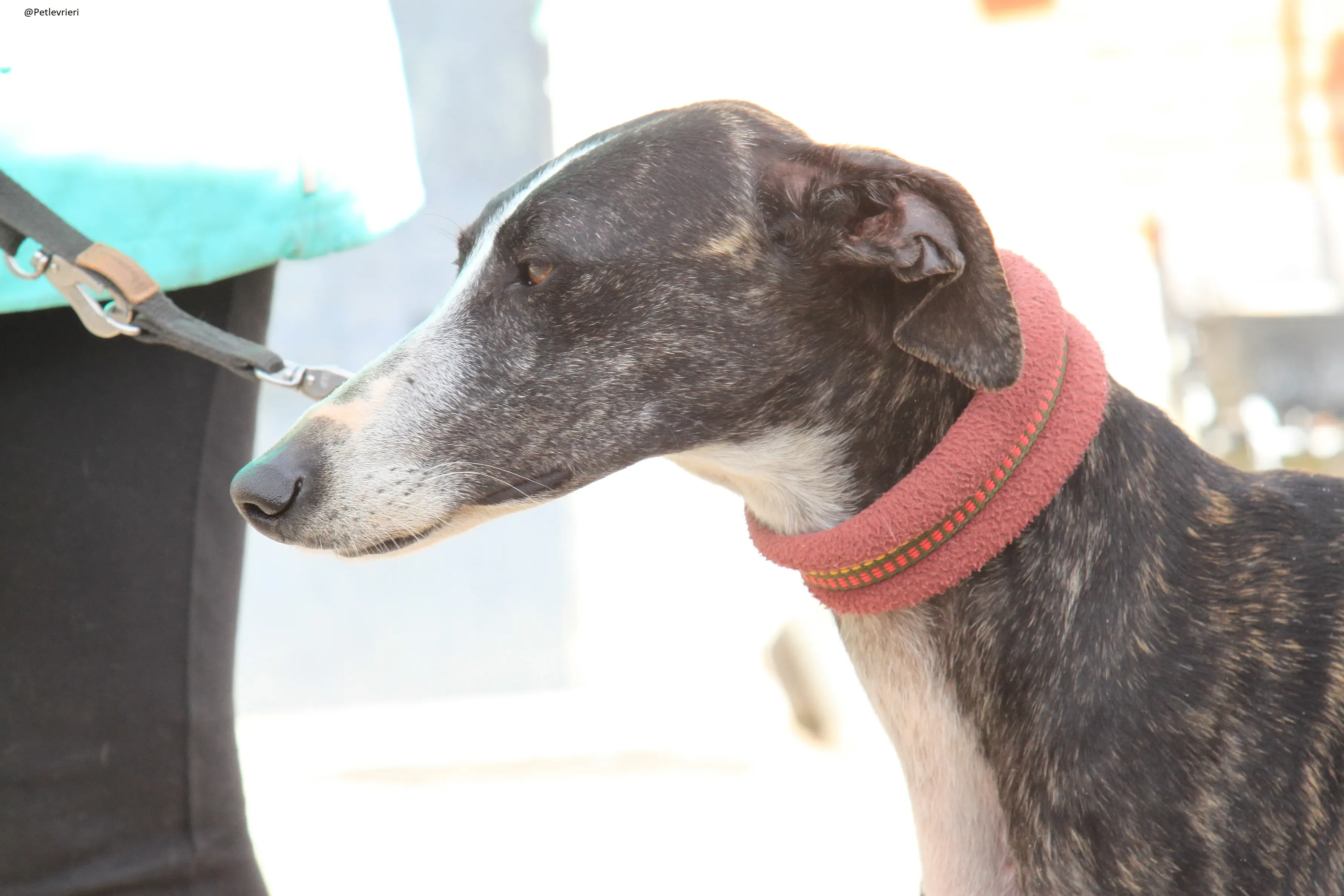 Tera Galgo Femmina Adozione levrieri 11