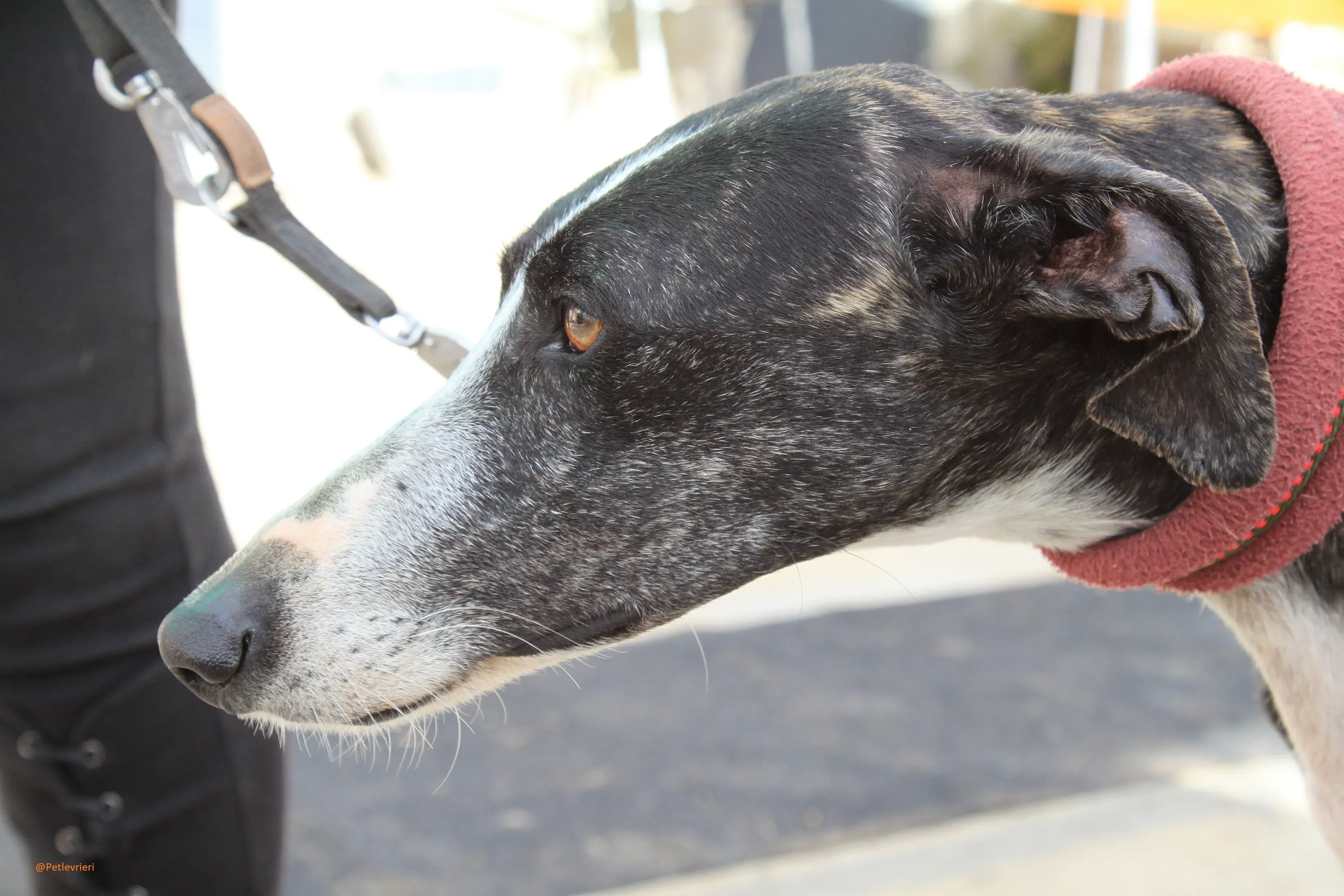 Tera Galgo Femmina Adozione levrieri 12