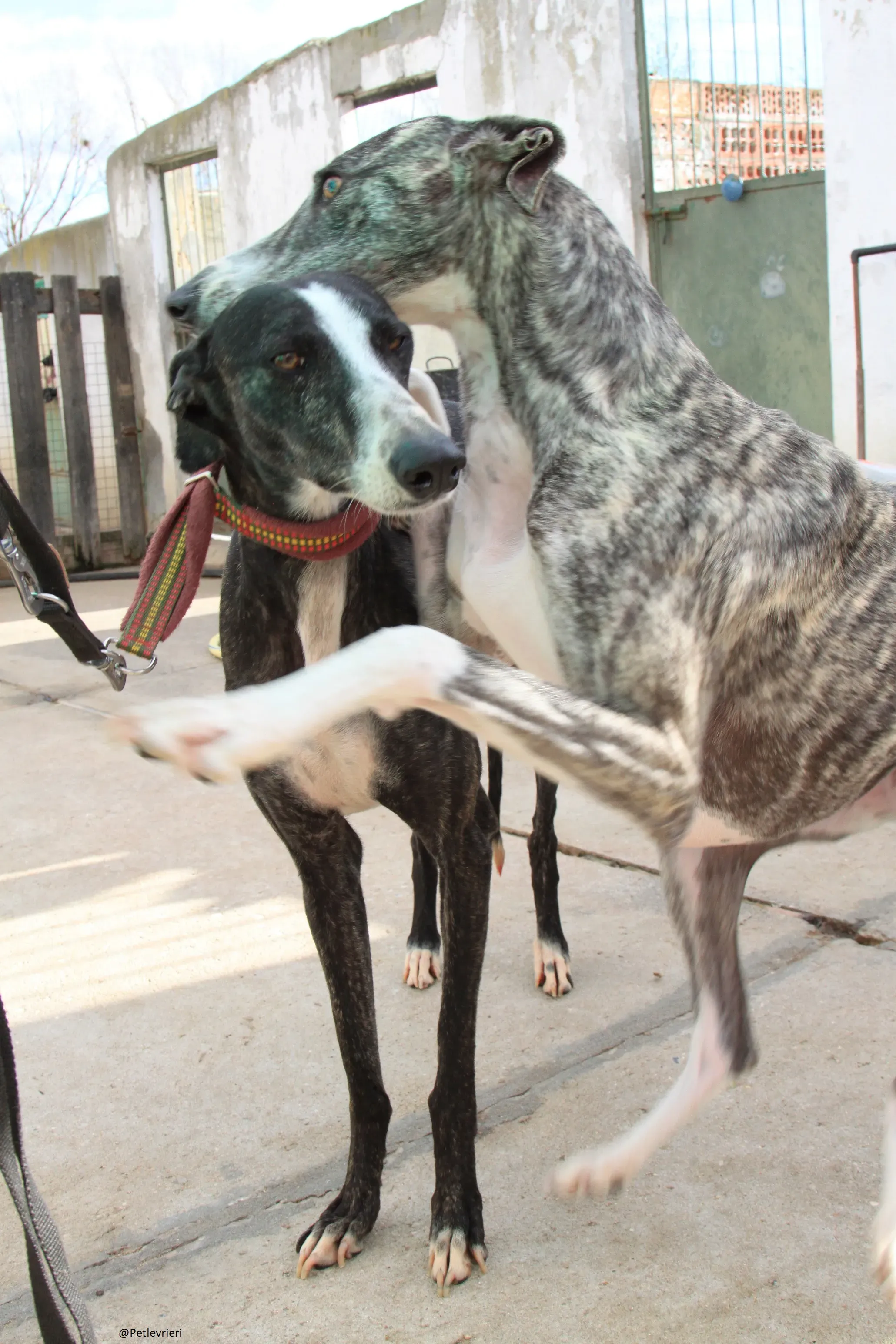 Tera Galgo Femmina Adozione levrieri 13