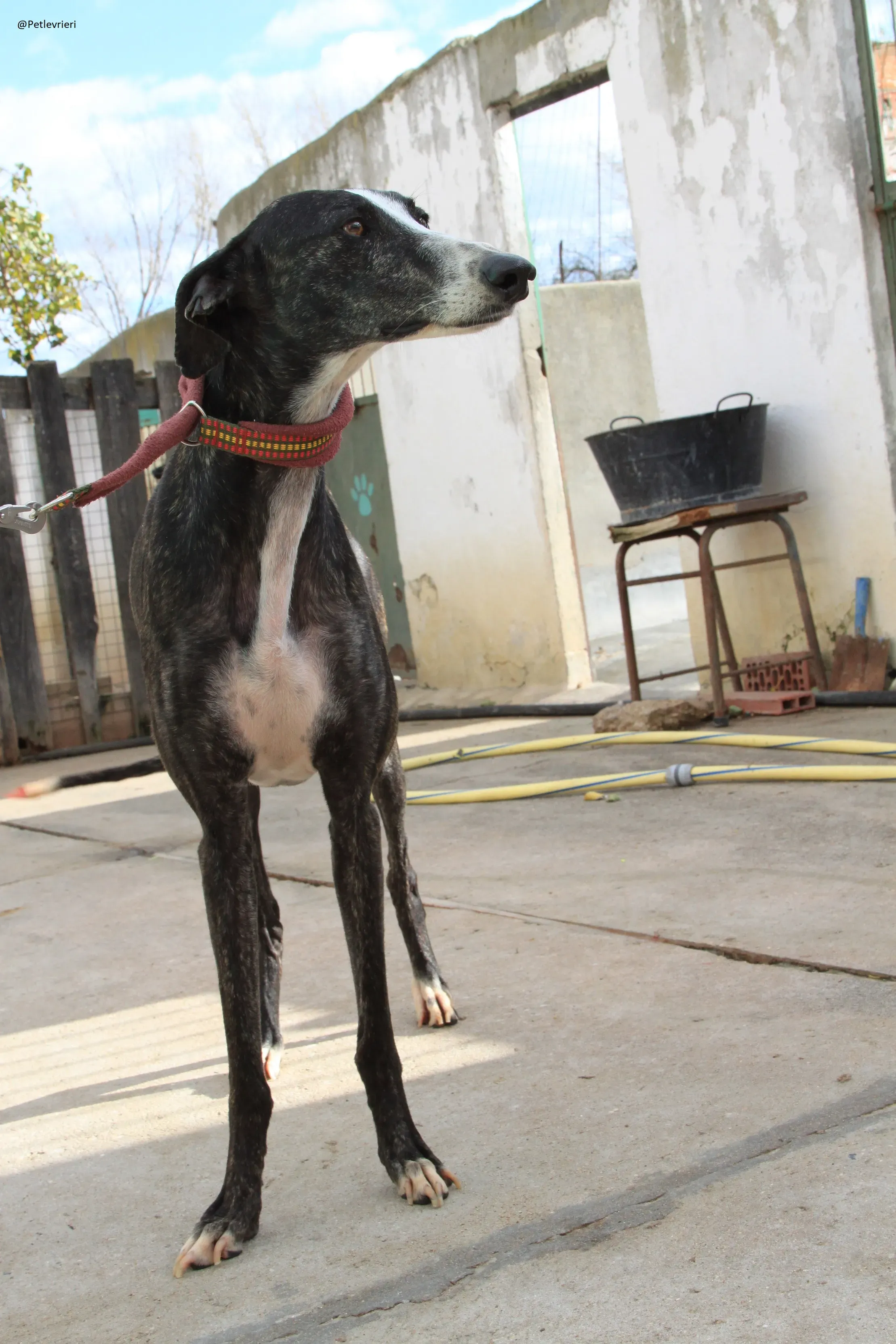 Tera Galgo Femmina Adozione levrieri 14