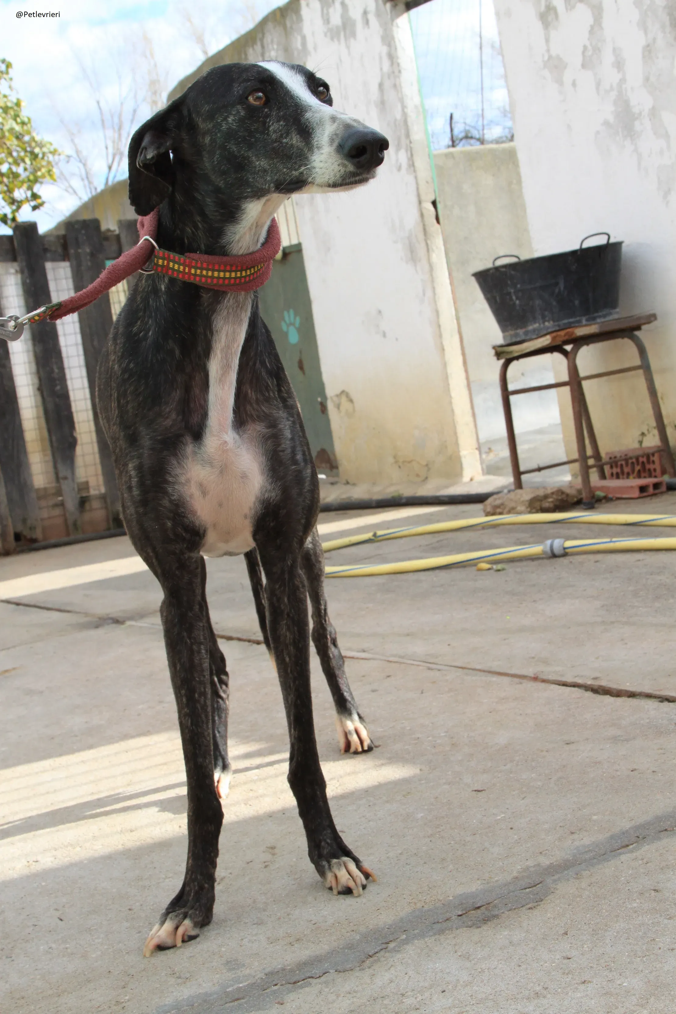 Tera Galgo Femmina Adozione levrieri 15