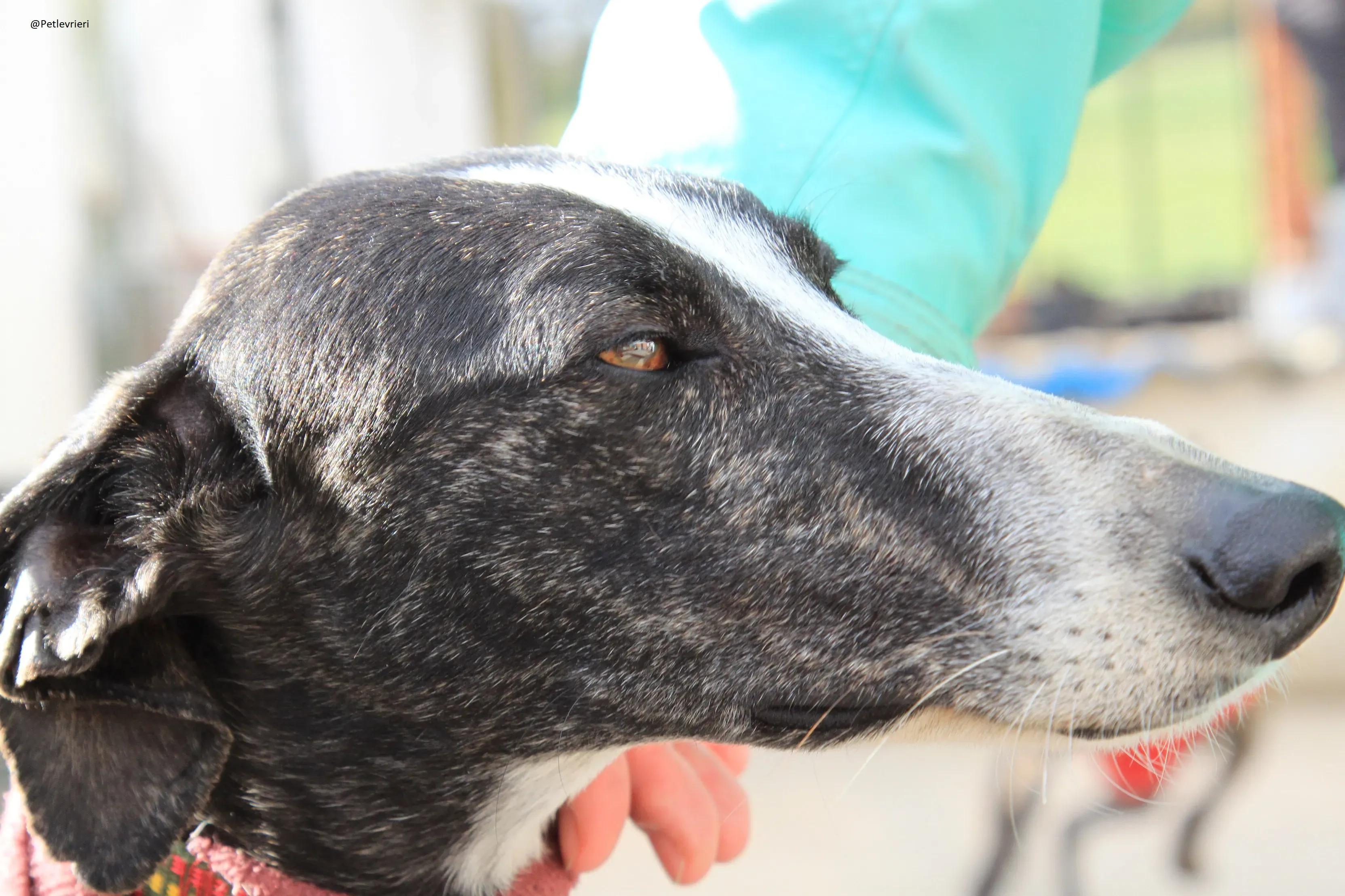 Tera Galgo Femmina Adozione levrieri 16