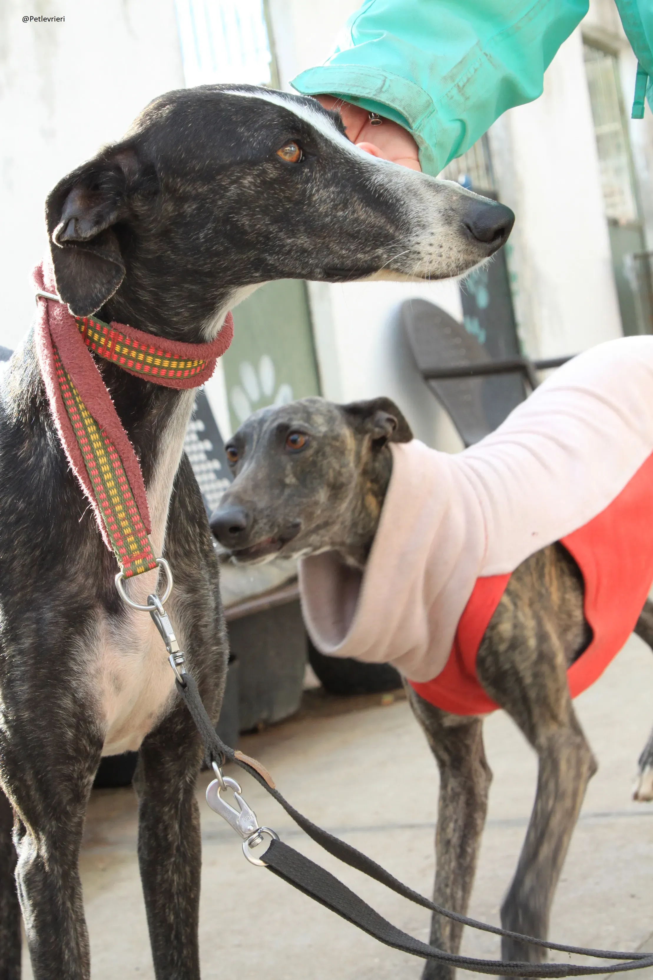 Tera Galgo Femmina Adozione levrieri 17