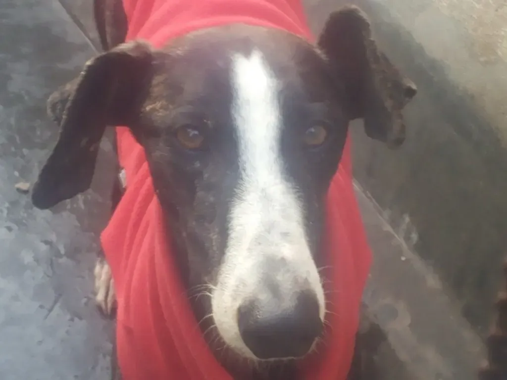 Tera Galgo Femmina Adozione levrieri 18