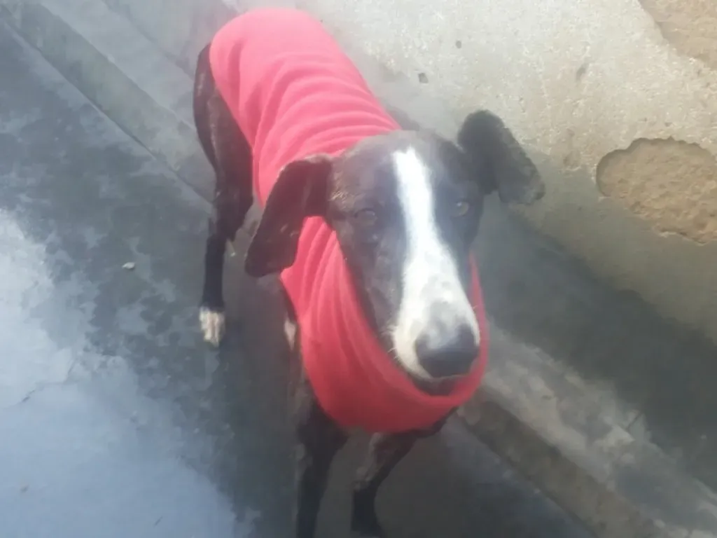 Tera Galgo Femmina Adozione levrieri 19