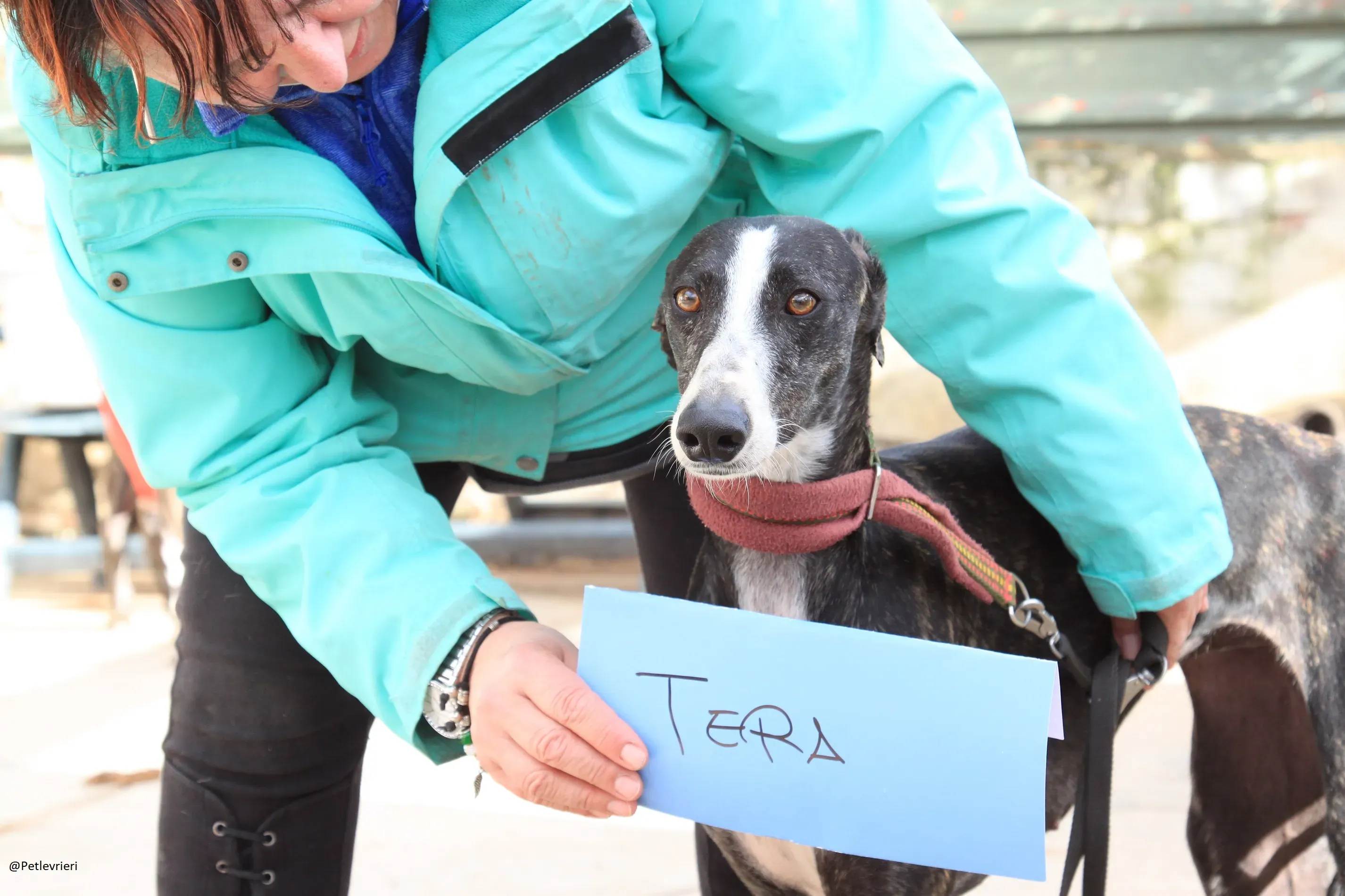 Tera Galgo Femmina Adozione levrieri 2