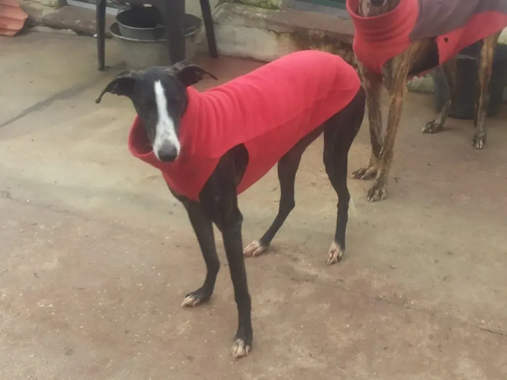 Tera Galgo Femmina Adozione levrieri 20