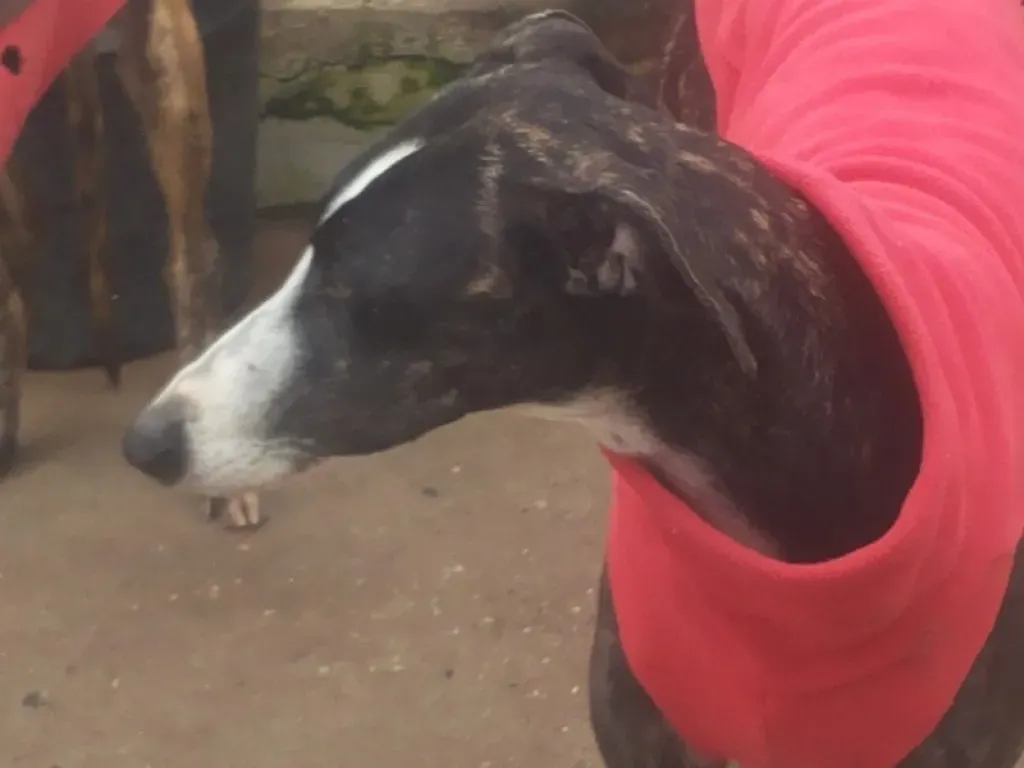 Tera Galgo Femmina Adozione levrieri 21