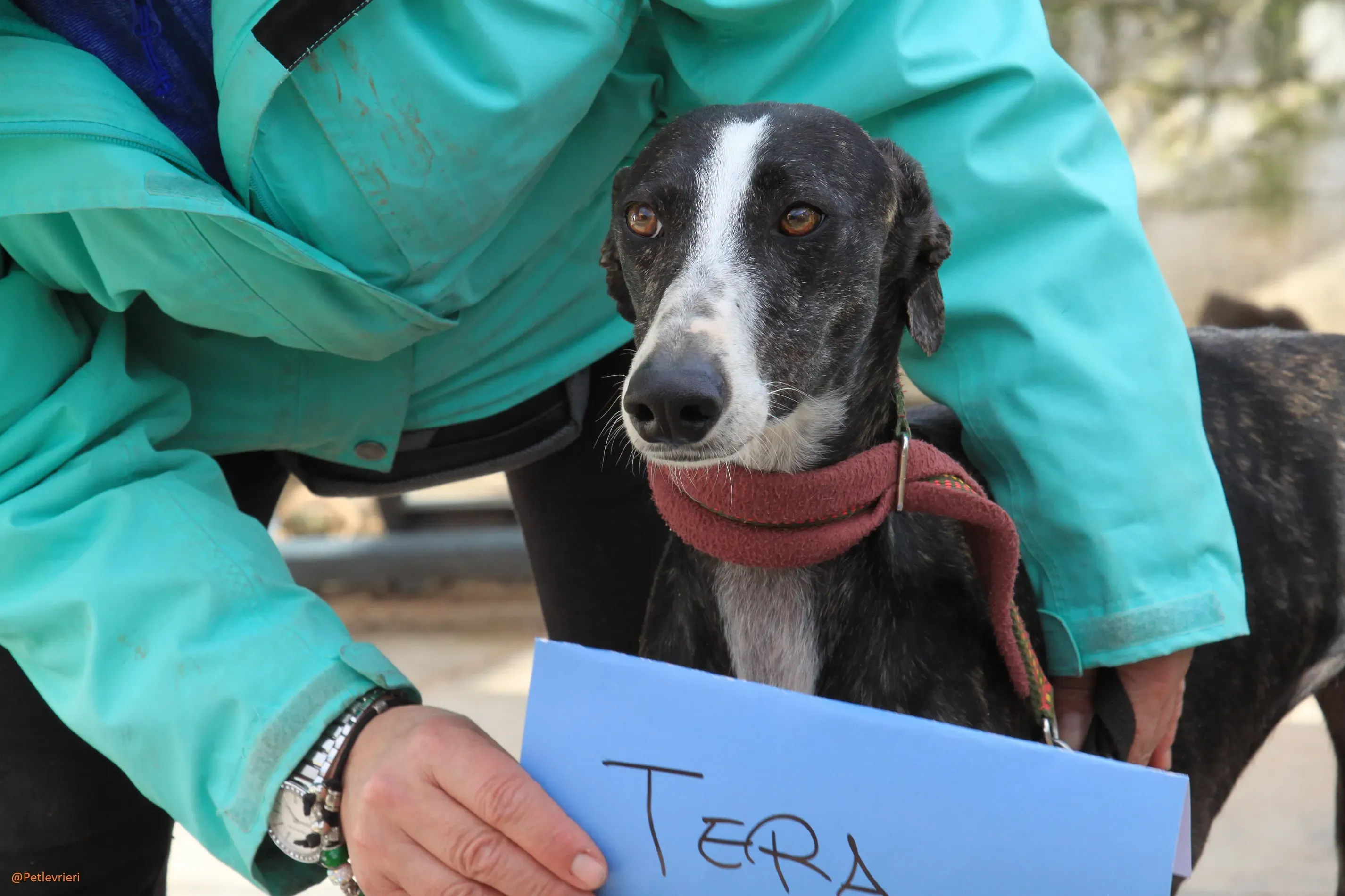 Tera Galgo Femmina Adozione levrieri 3