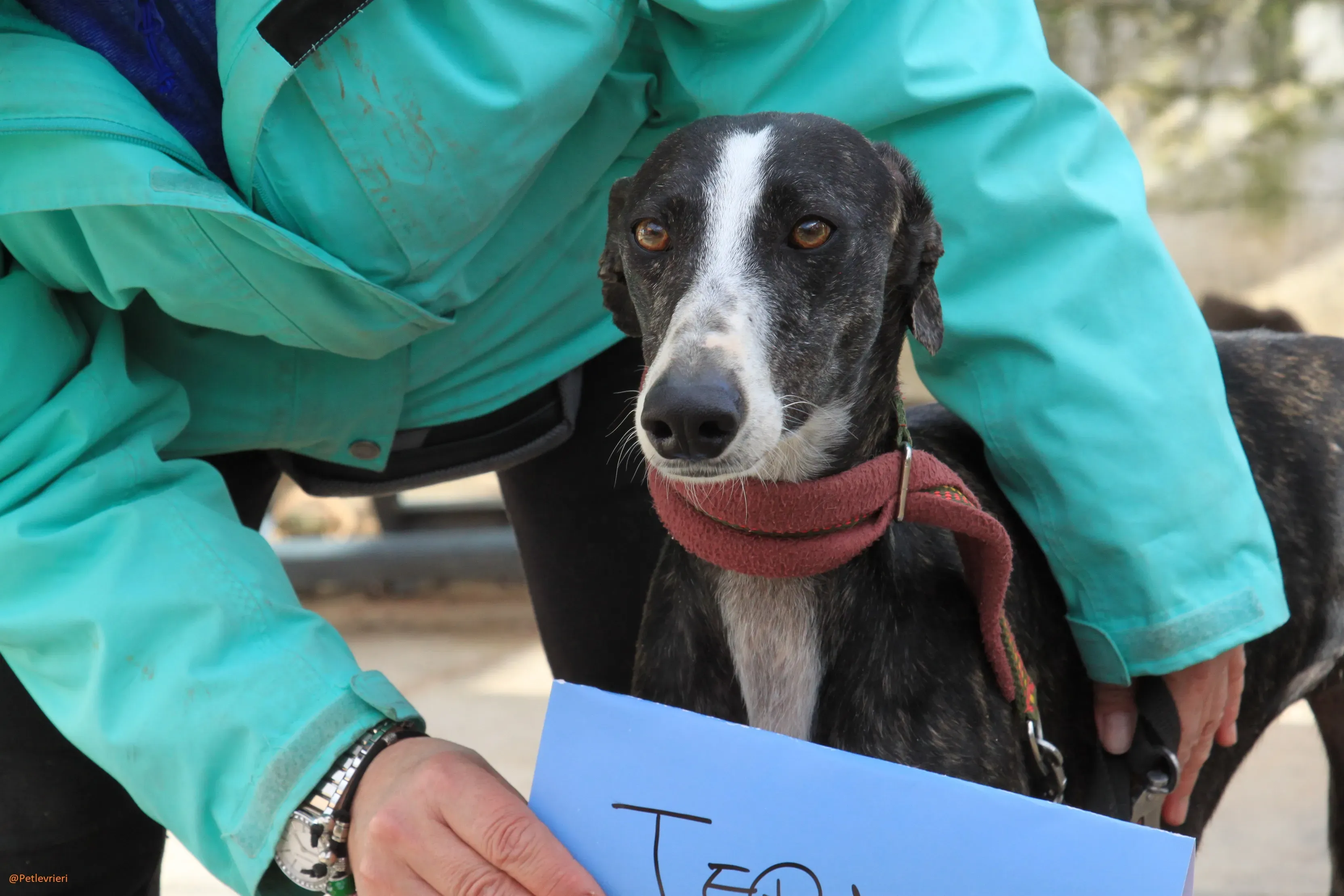 Tera Galgo Femmina Adozione levrieri 4