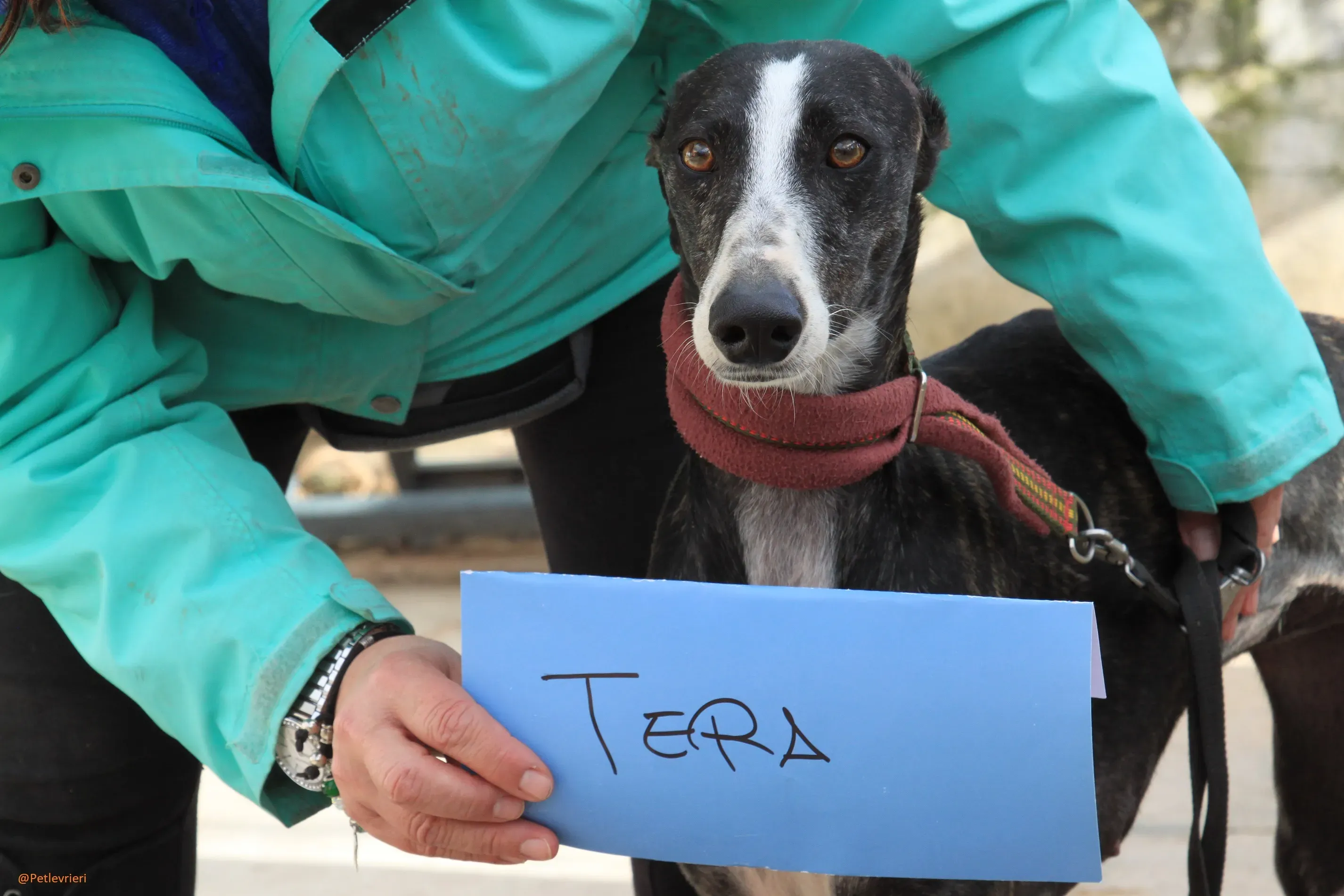 Tera Galgo Femmina Adozione levrieri 5