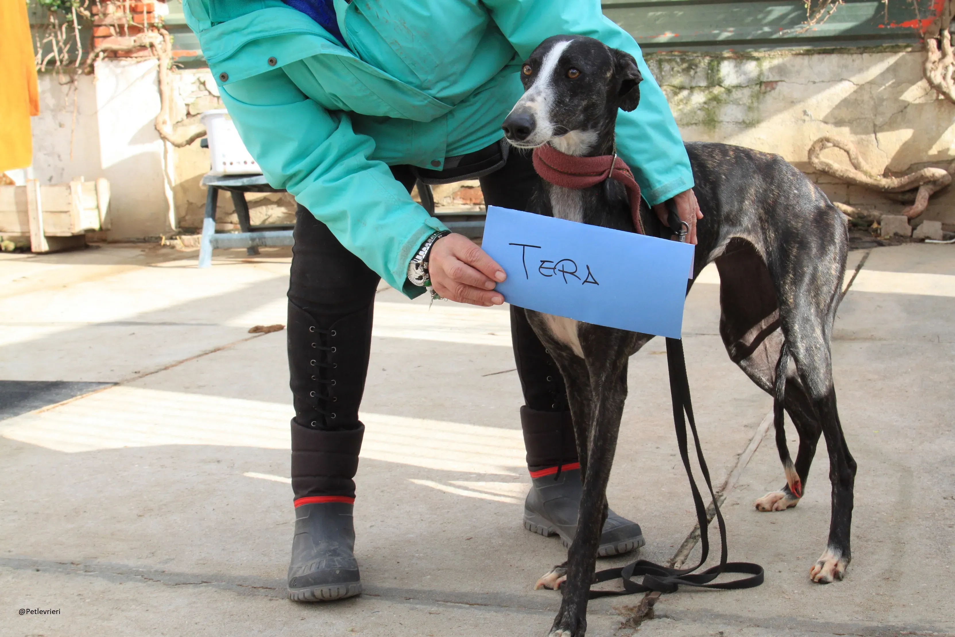 Tera Galgo Femmina Adozione levrieri 6