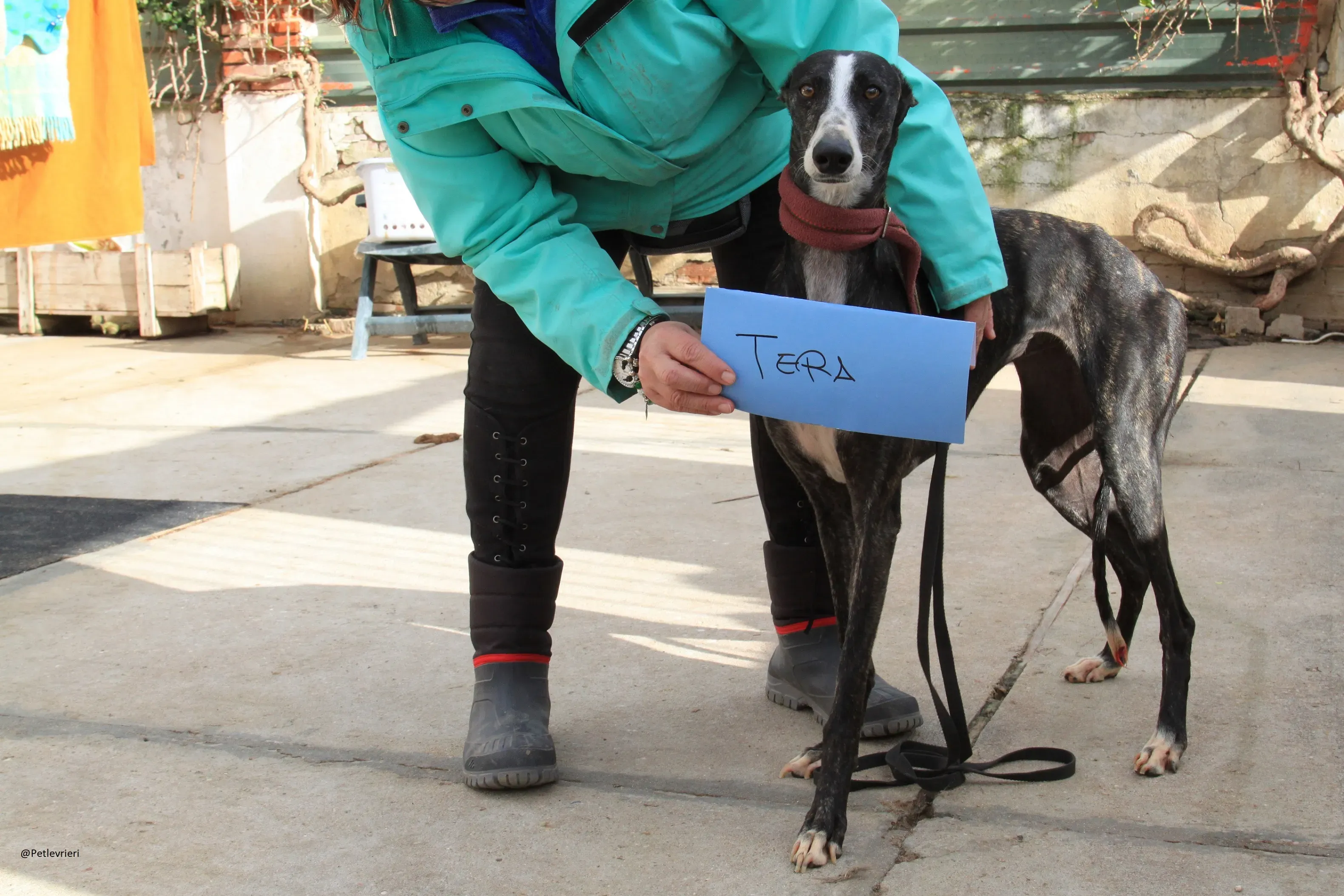 Tera Galgo Femmina Adozione levrieri 7