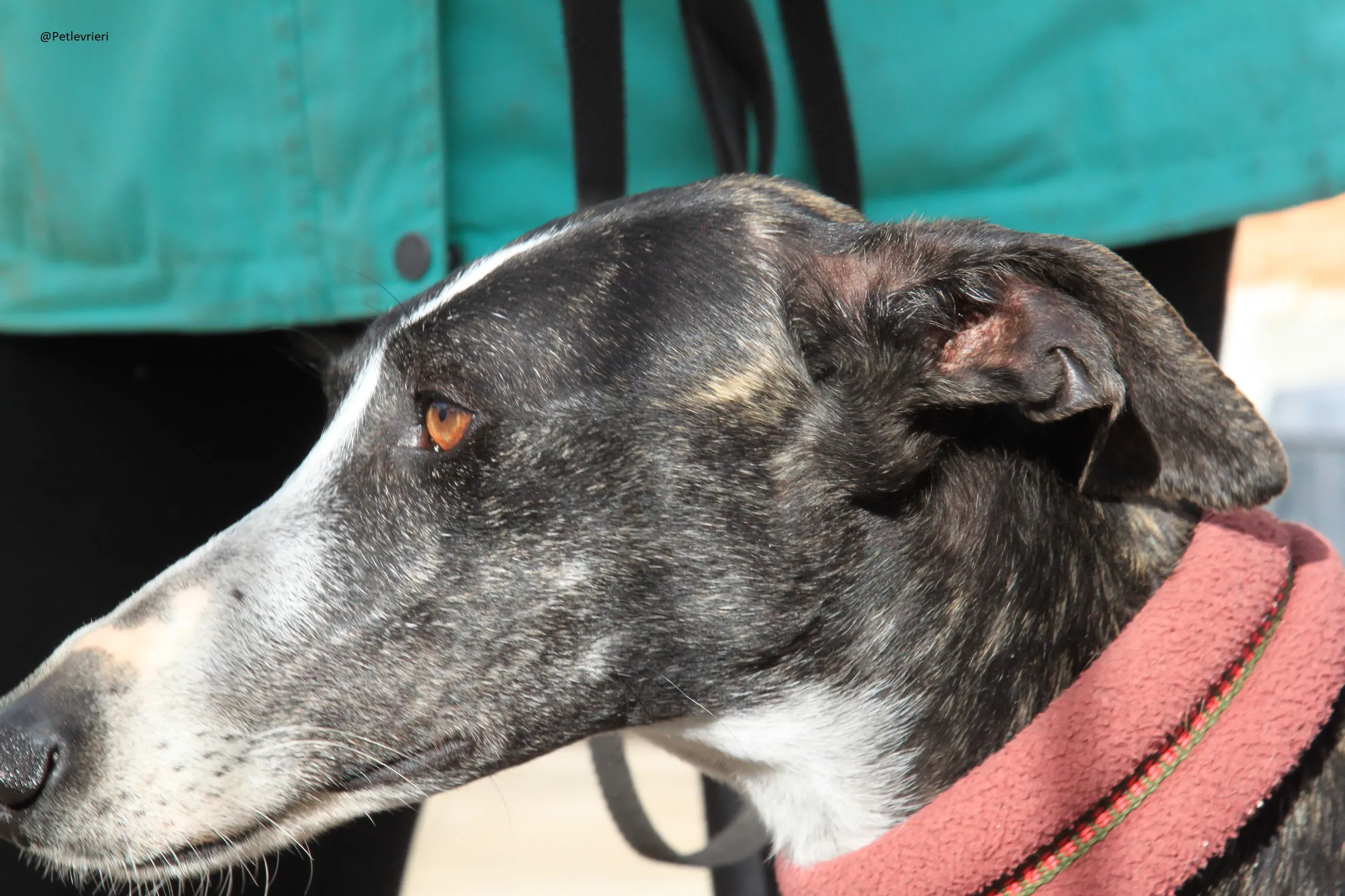 Tera Galgo Femmina Adozione levrieri 8