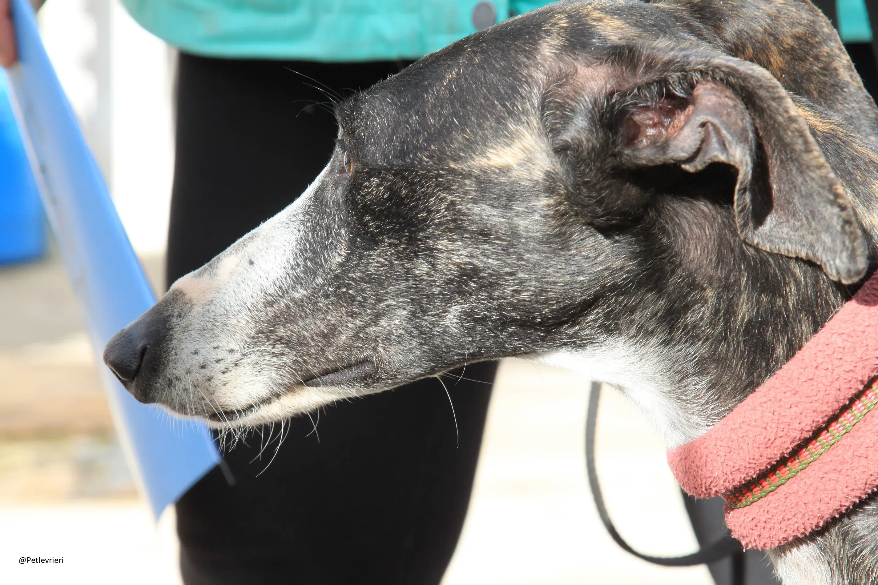 Tera Galgo Femmina Adozione levrieri 9