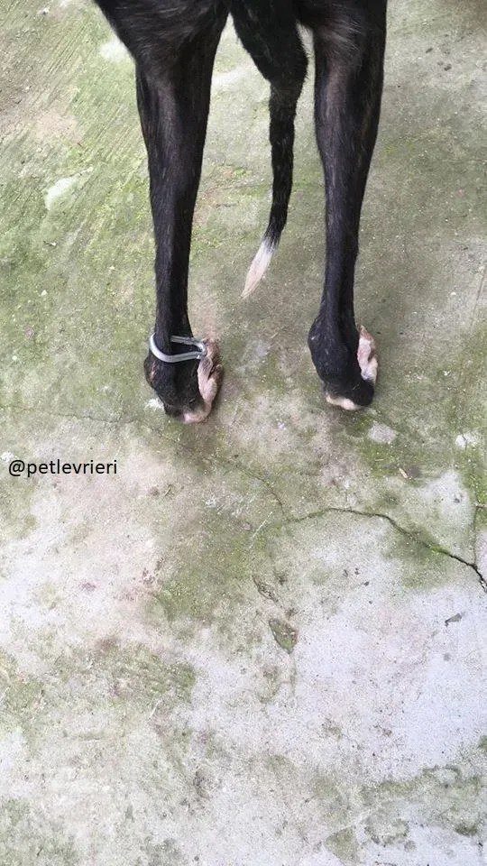 Tera adozione galgo 1