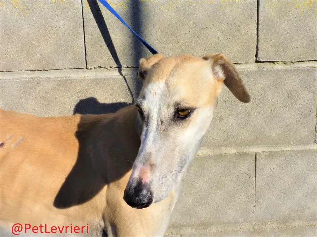 Tesoro adozione levrieri galgo 01