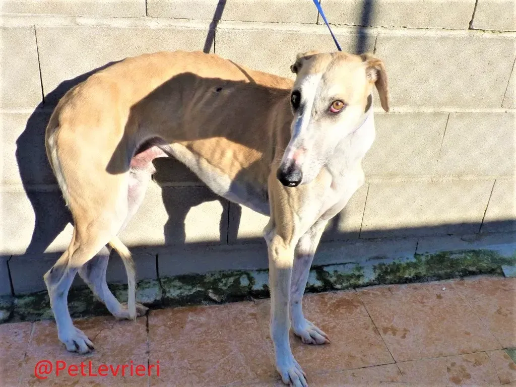 Tesoro adozione levrieri galgo 02