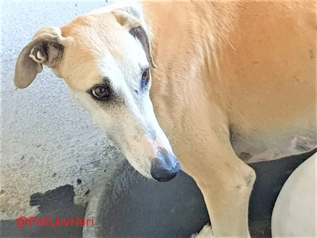Tesoro adozione levrieri galgo 03