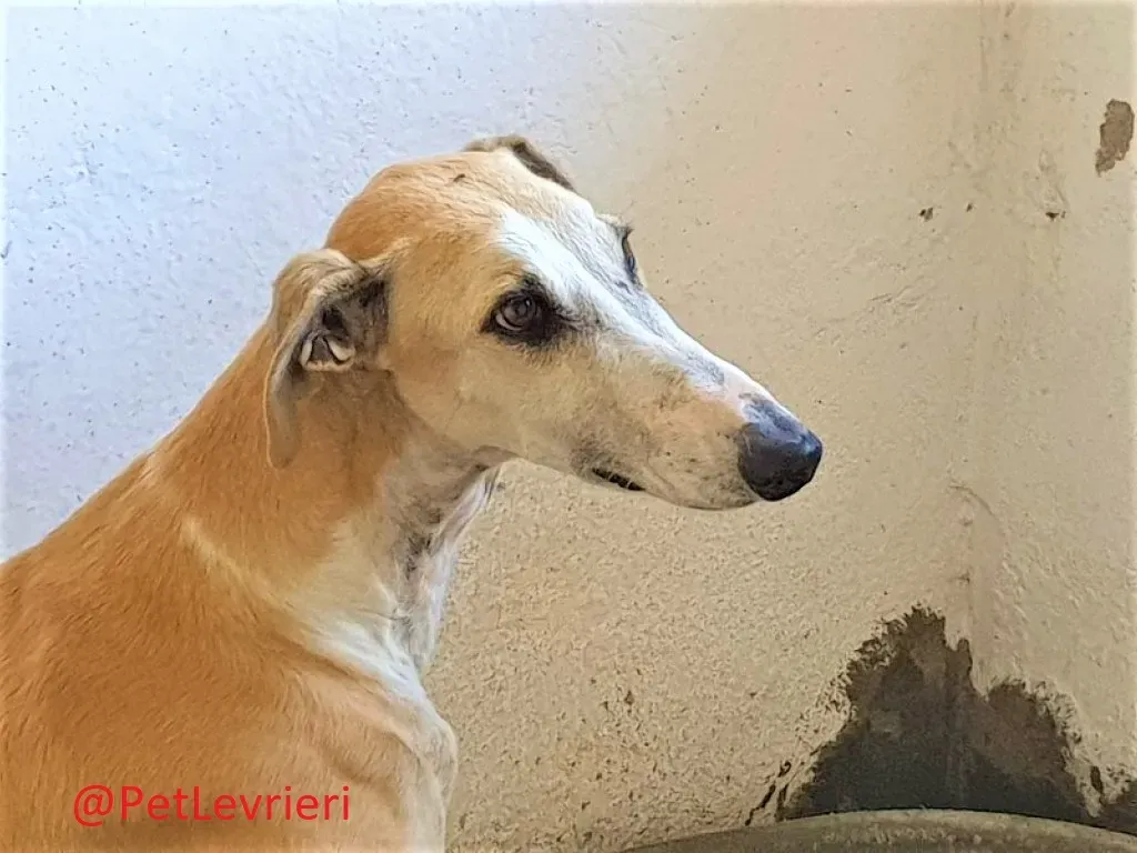 Tesoro adozione levrieri galgo 04