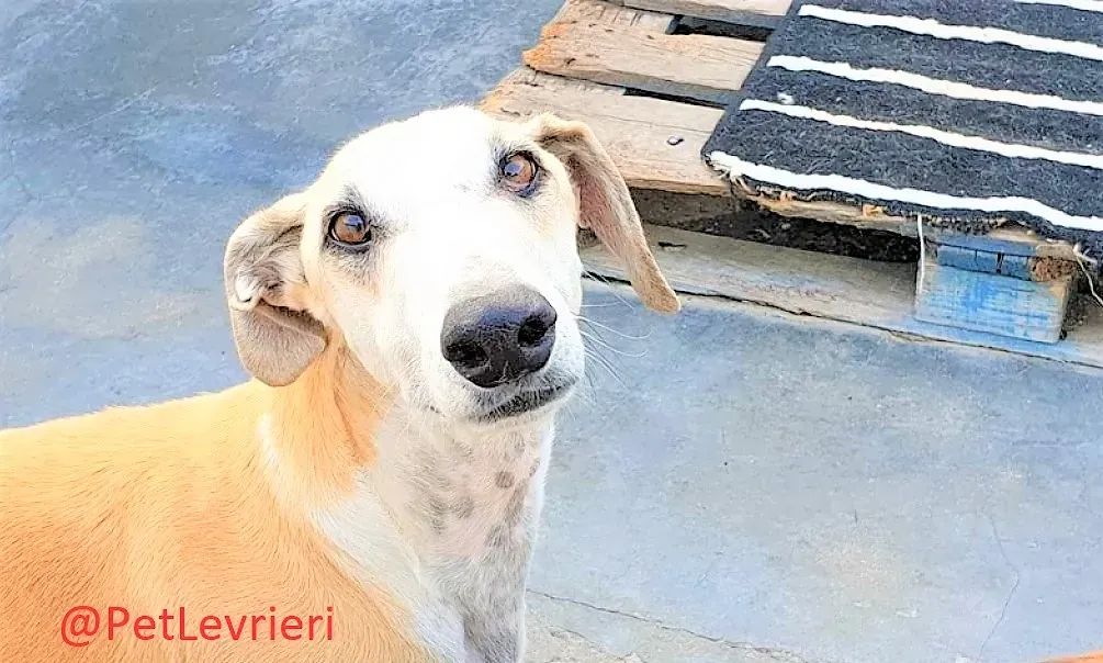 Tesoro adozione levrieri galgo 05 2