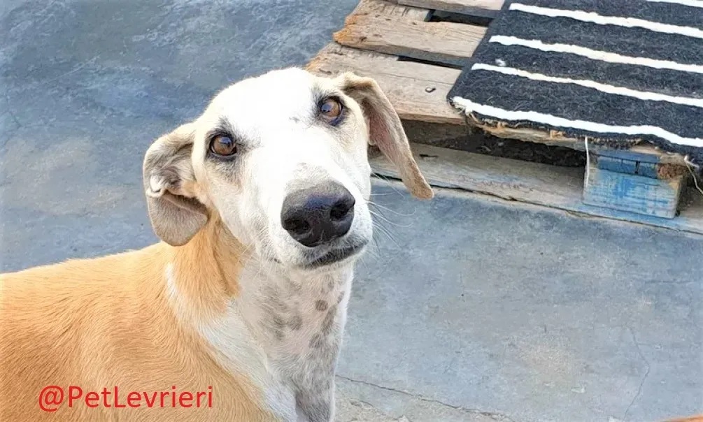 Tesoro adozione levrieri galgo 05