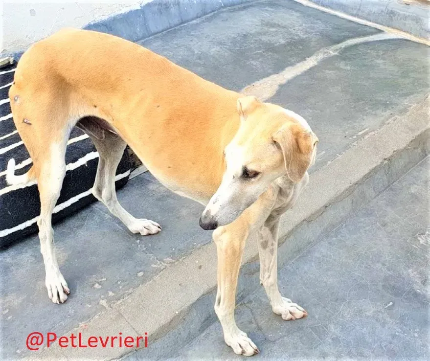 Tesoro adozione levrieri galgo 06