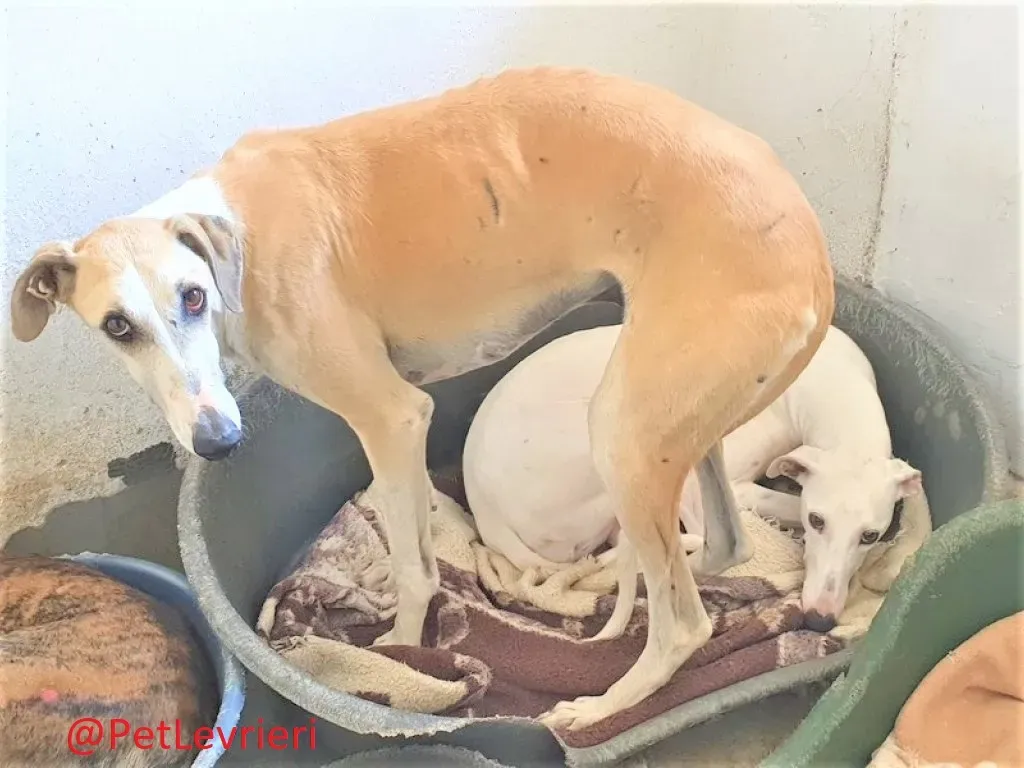 Tesoro adozione levrieri galgo 07
