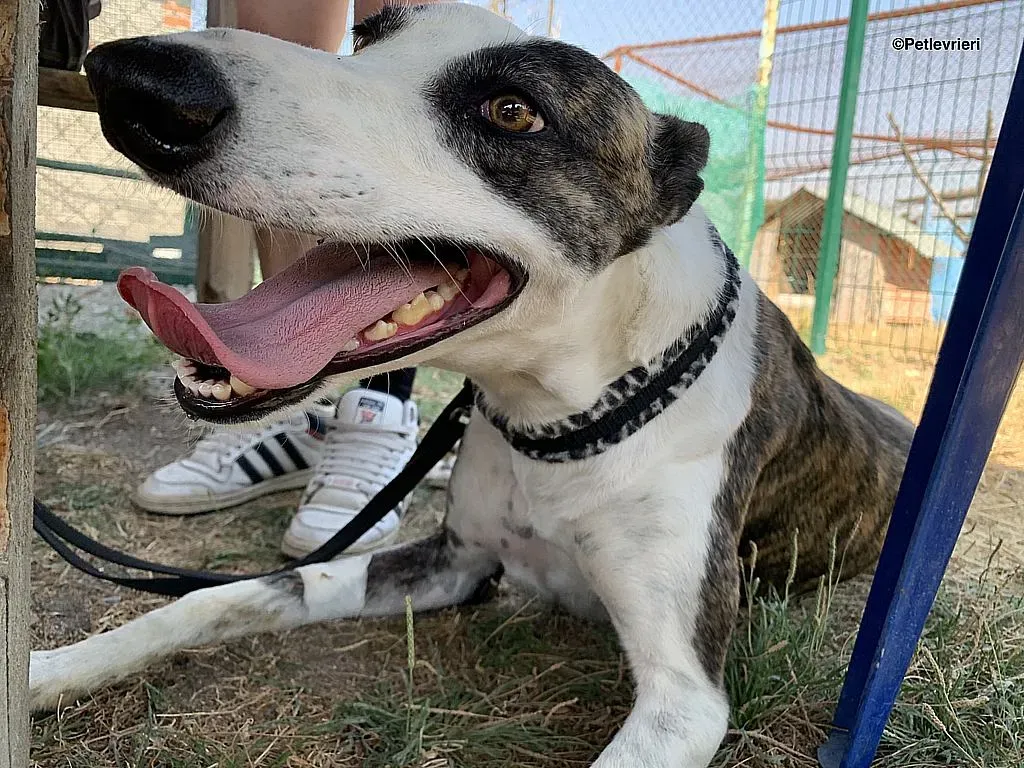 Thai adozione levrieri galgo 2 1