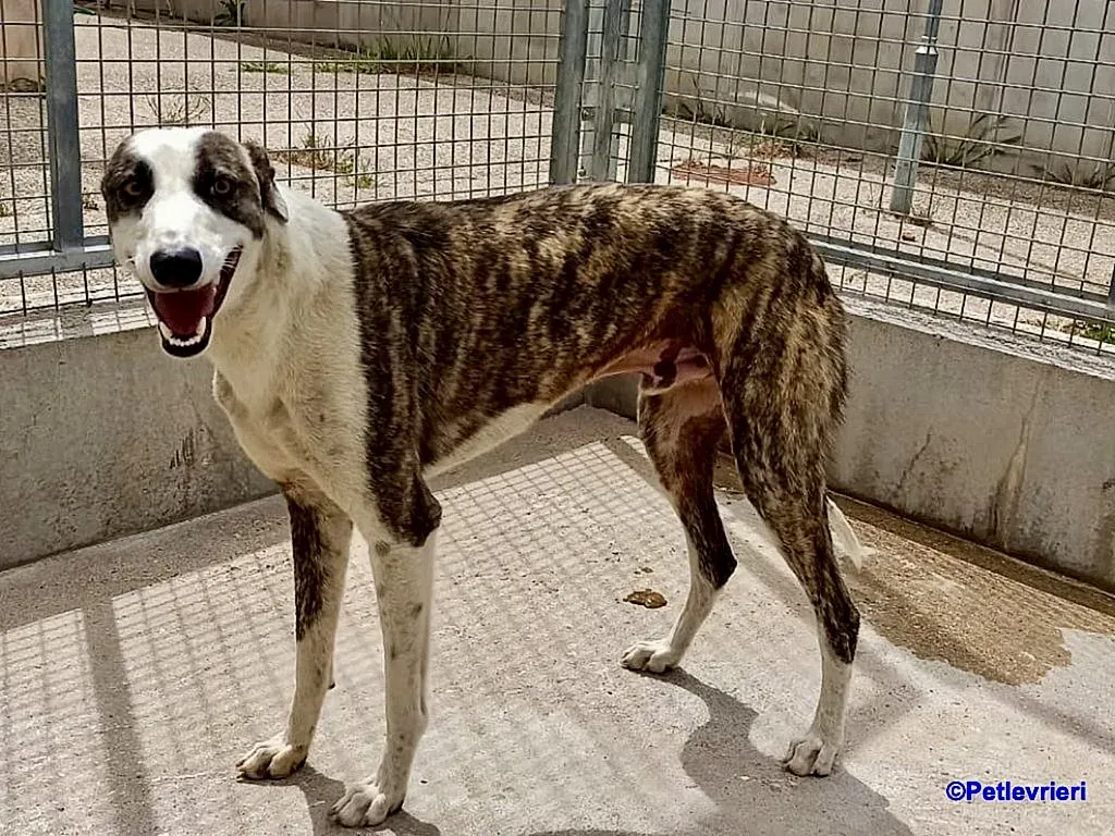 Thai adozione levrieri galgo