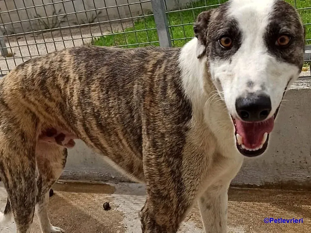 Thai adozione levrieri galgo 1