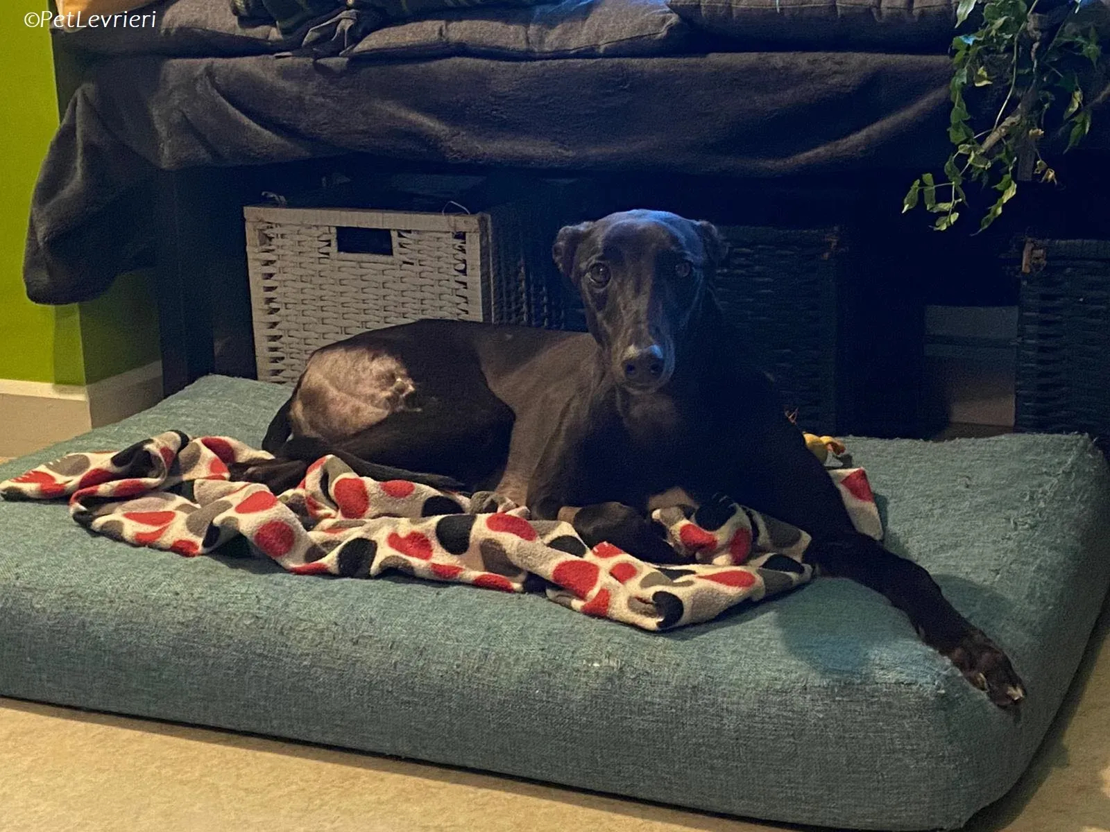 Thandi adozione levrieri greyhound 1 1