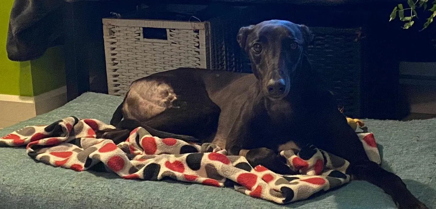 Thandi adozione levrieri greyhound 1 e1700063320347