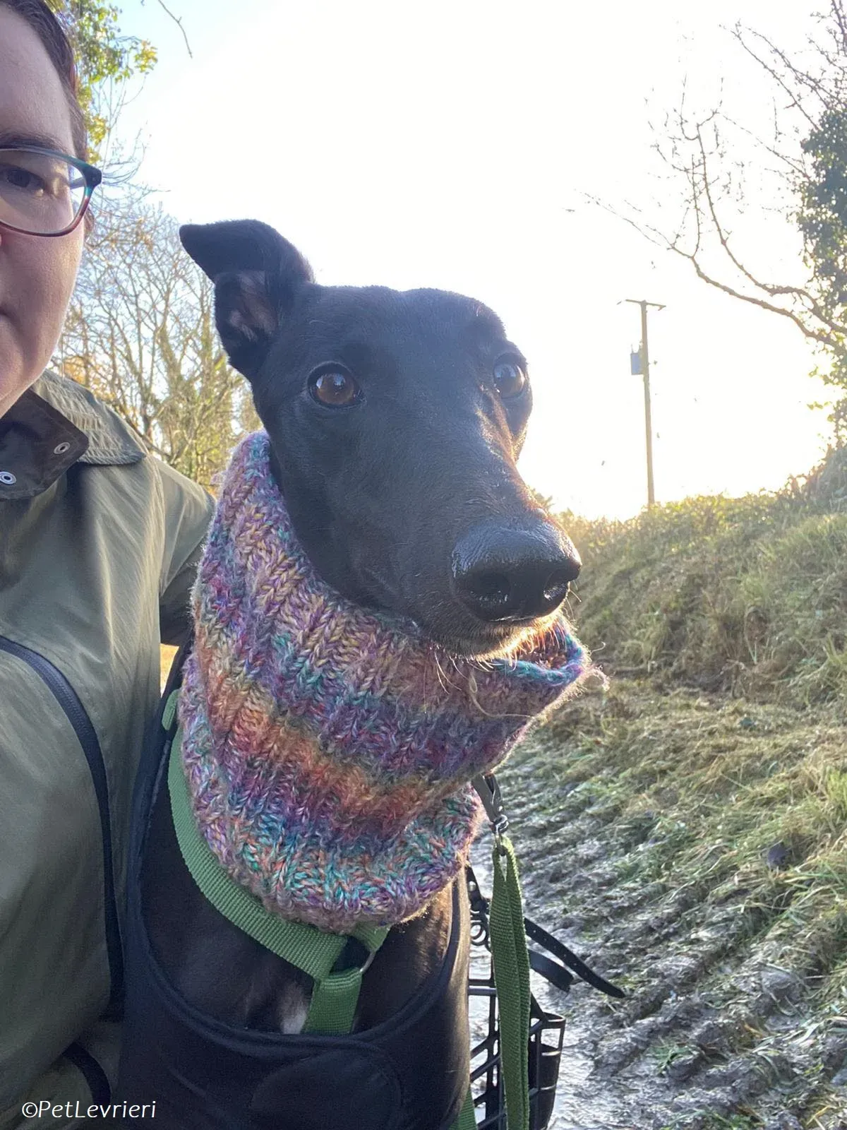 Thandi adozione levrieri greyhound 10