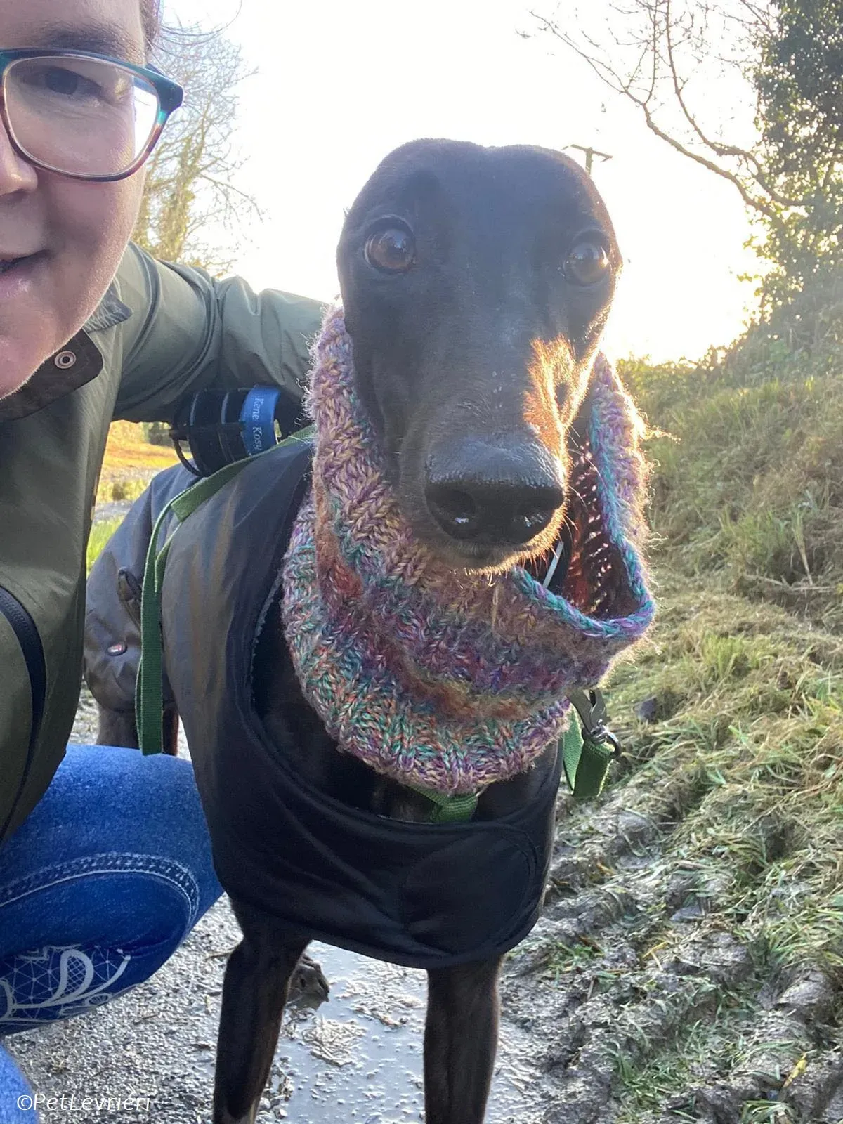 Thandi adozione levrieri greyhound 11