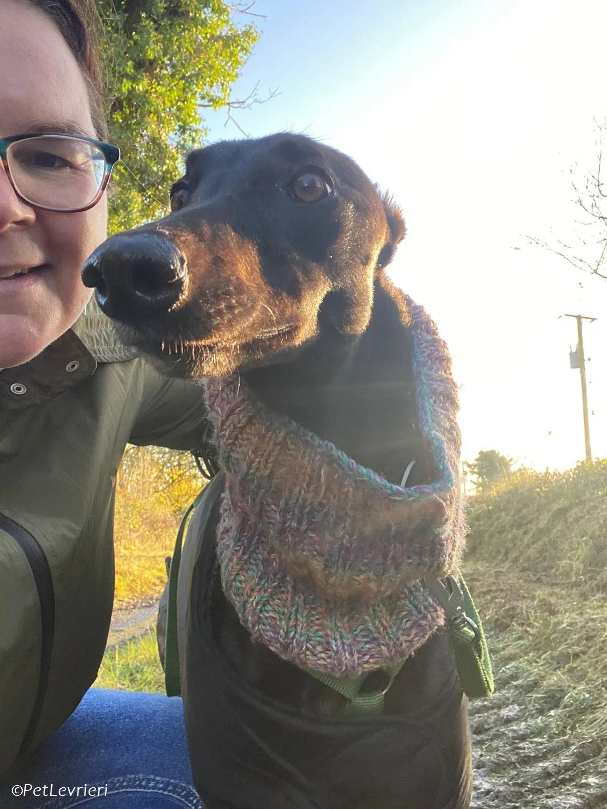 Thandi adozione levrieri greyhound 12