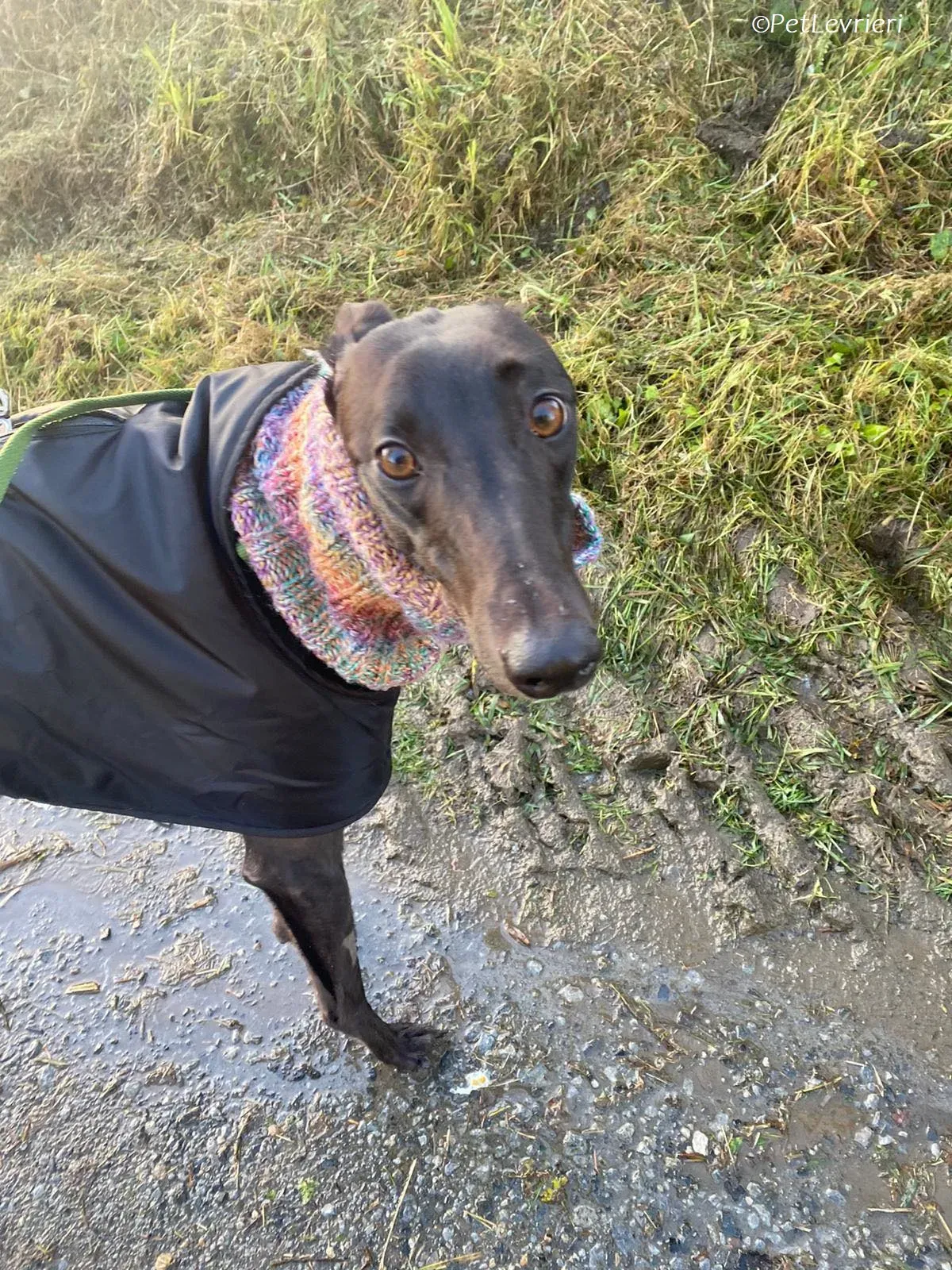 Thandi adozione levrieri greyhound 13