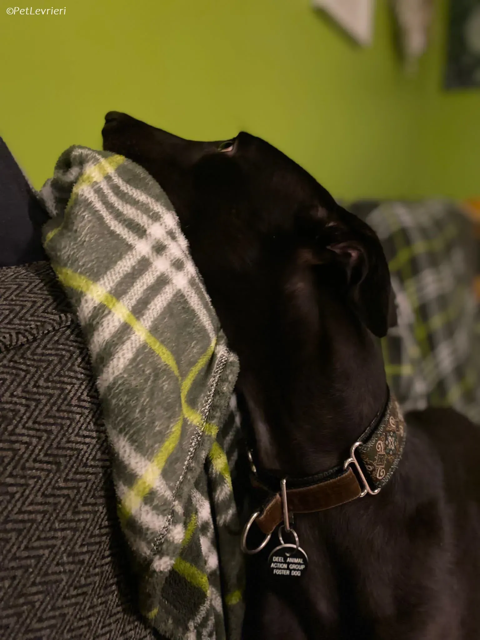 Thandi adozione levrieri greyhound 14