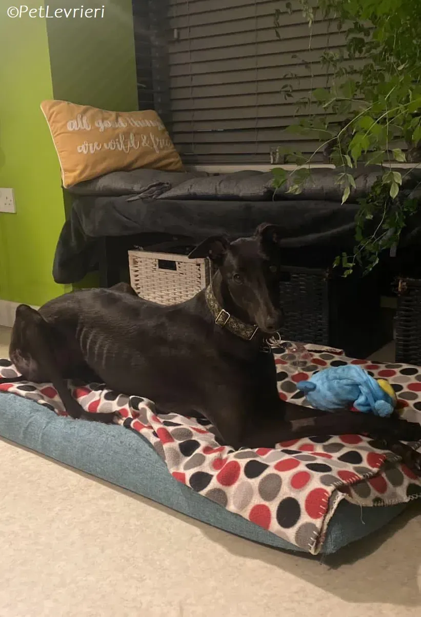 Thandi adozione levrieri greyhound 15