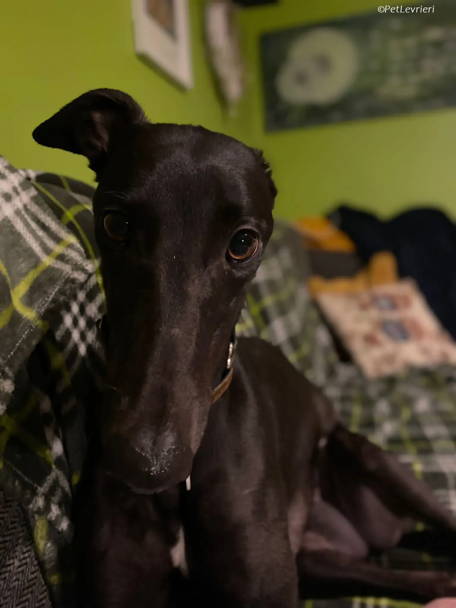 Thandi adozione levrieri greyhound 16