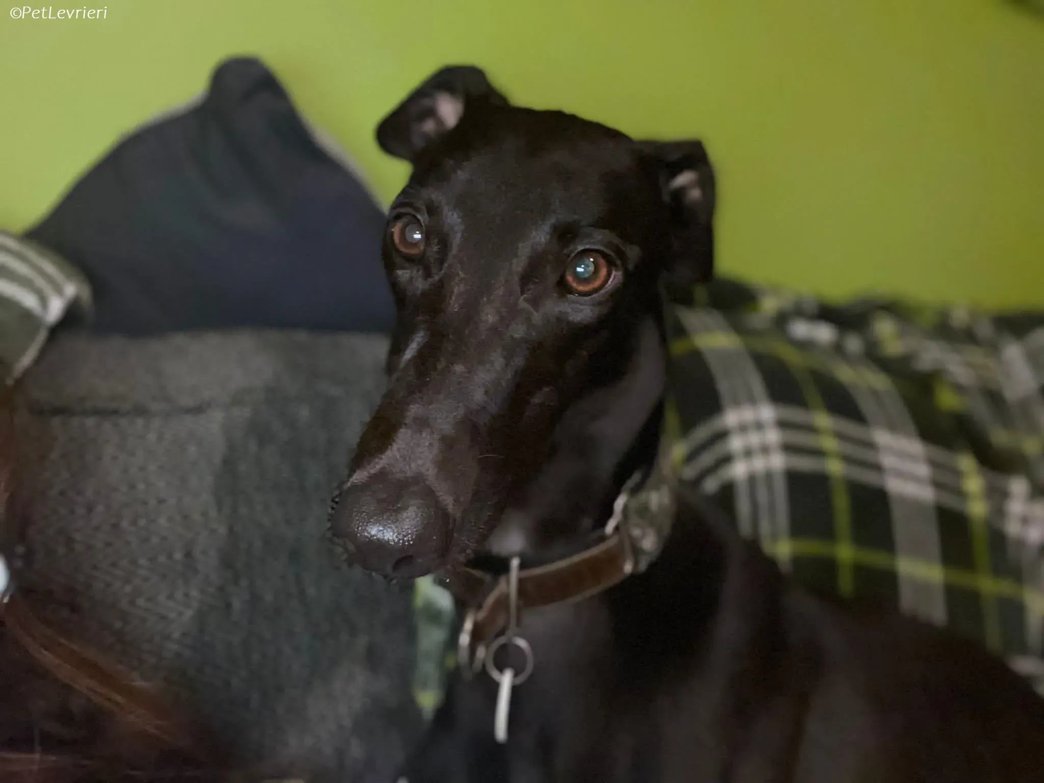 Thandi adozione levrieri greyhound 17