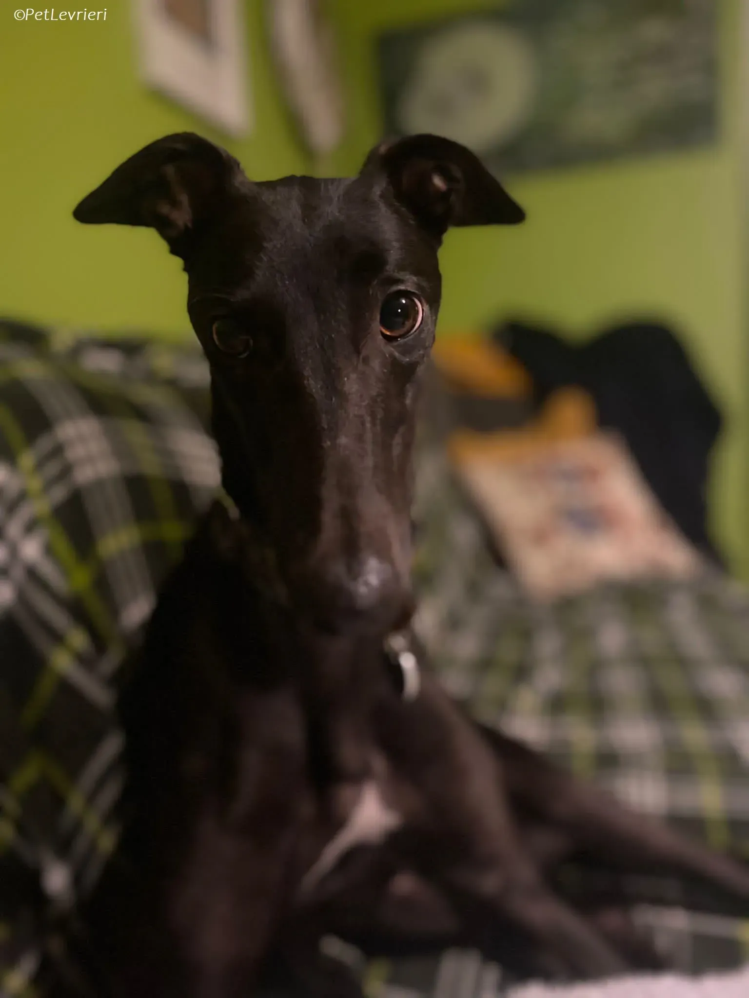 Thandi adozione levrieri greyhound 18