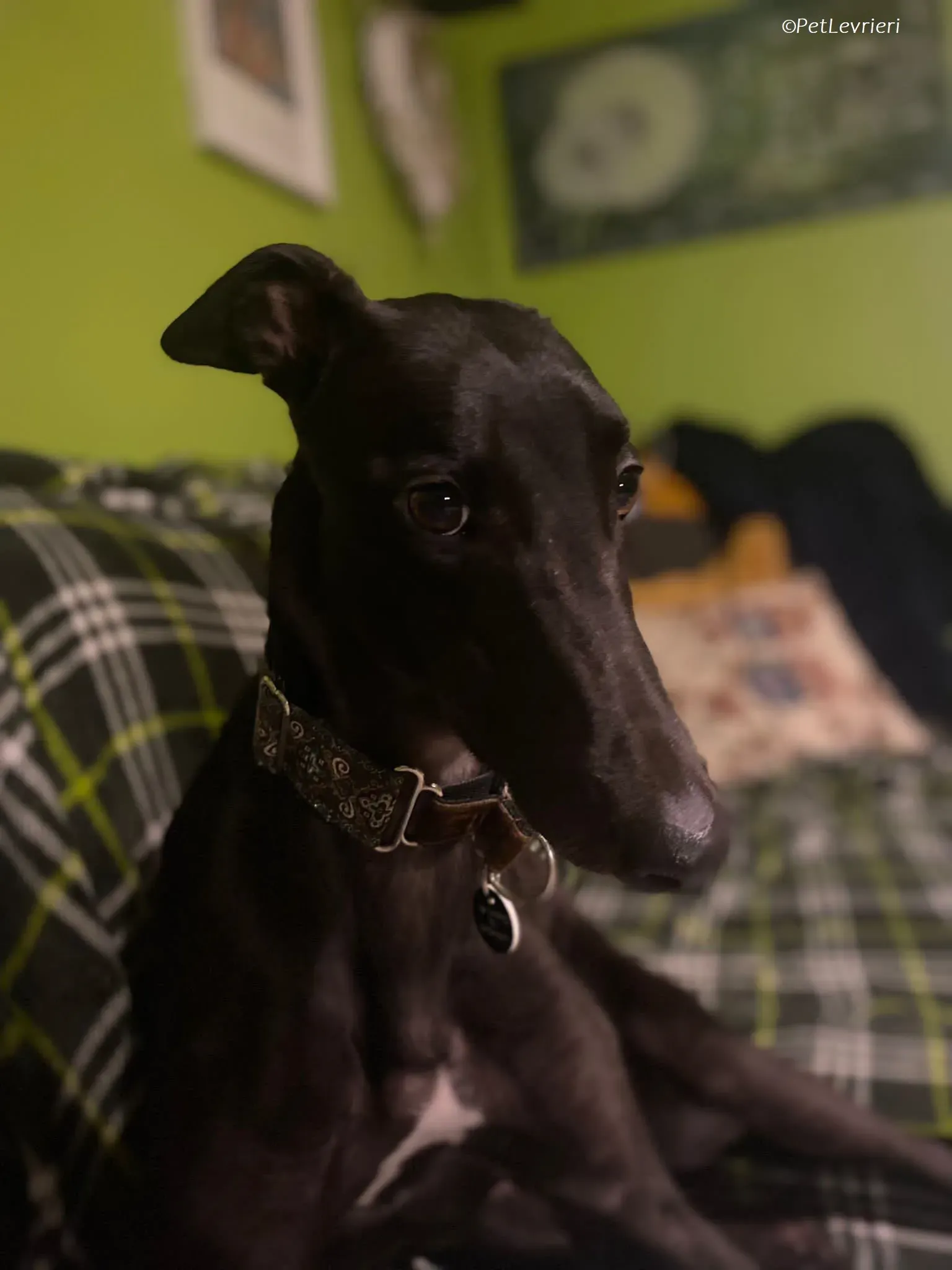 Thandi adozione levrieri greyhound 19