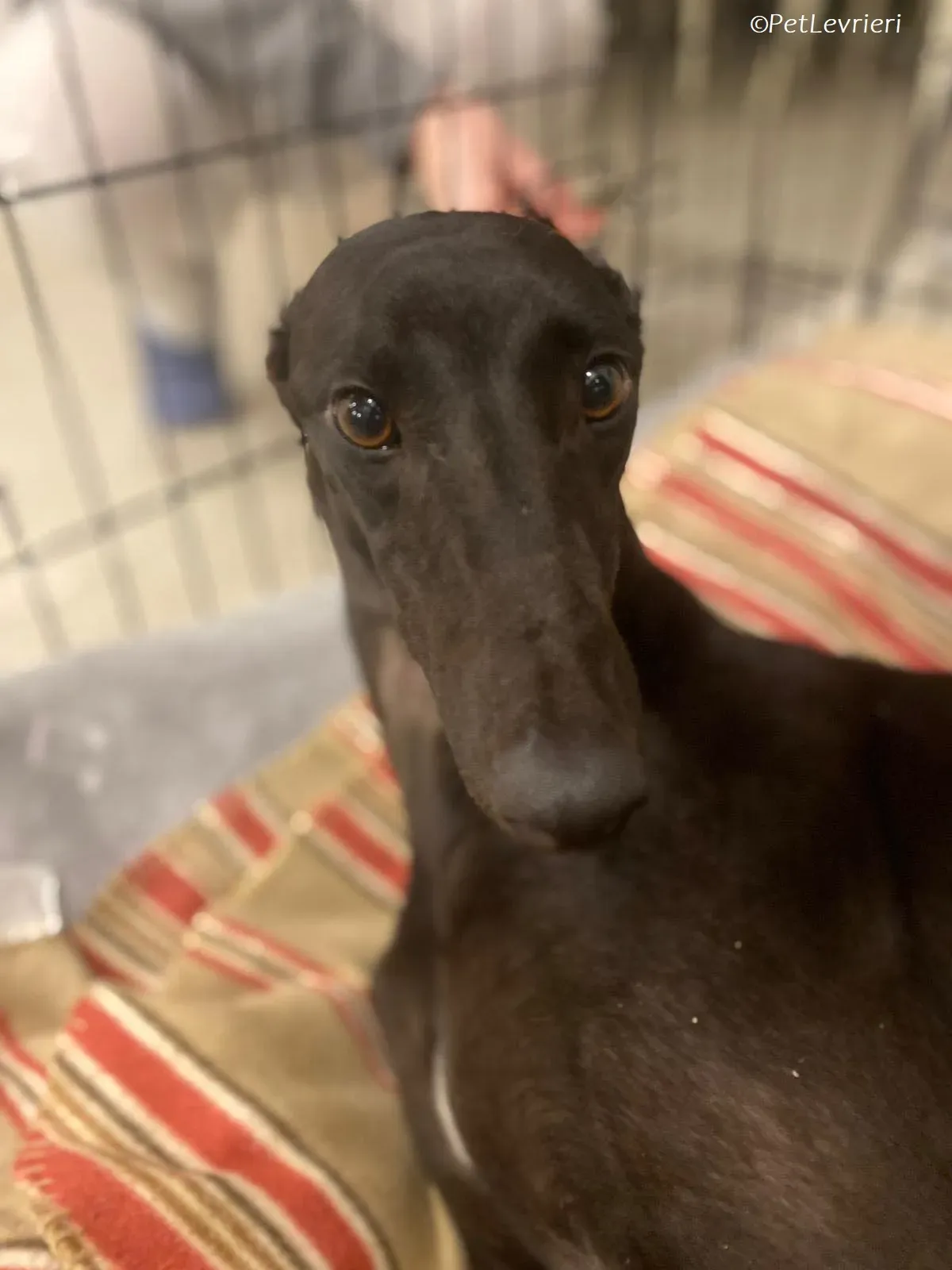 Thandi adozione levrieri greyhound 2