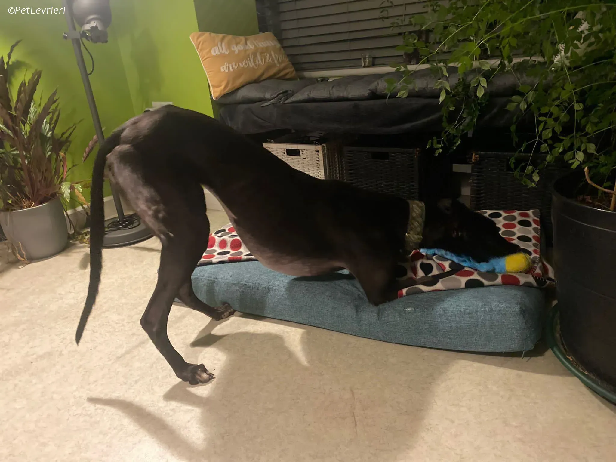 Thandi adozione levrieri greyhound 20